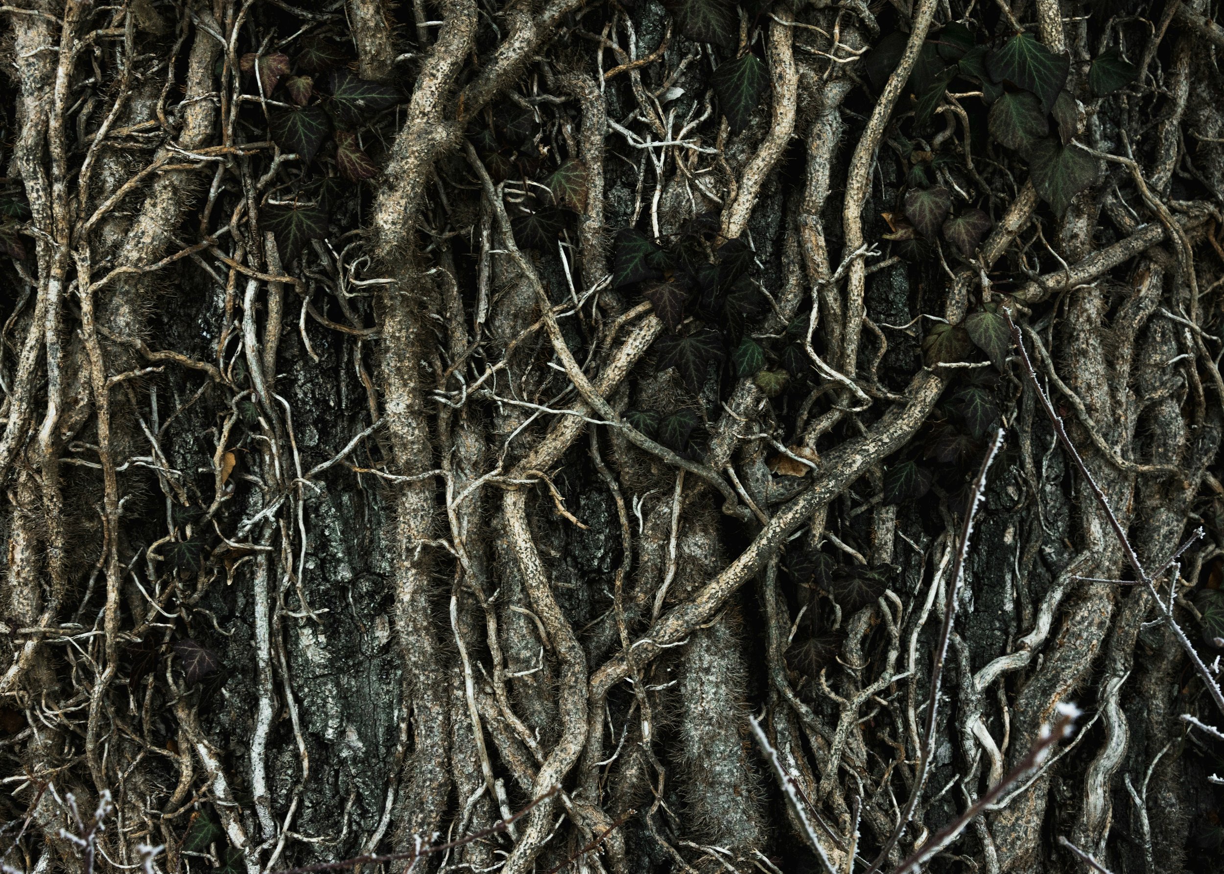 ROOTS
