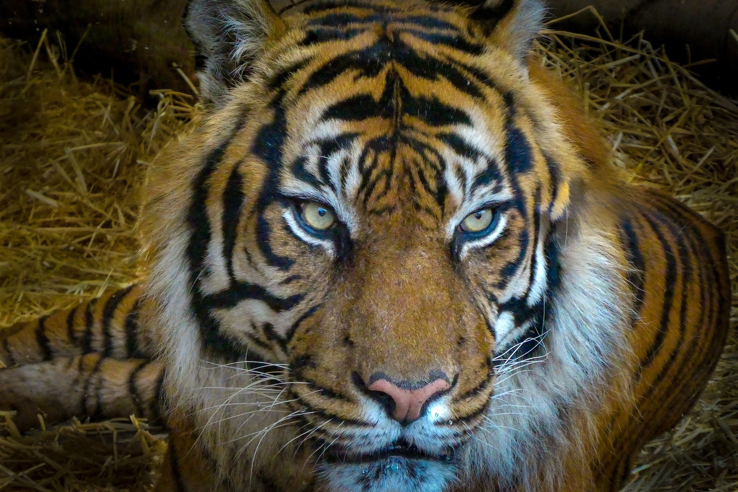 Save The Tiger - Project Candid Camera