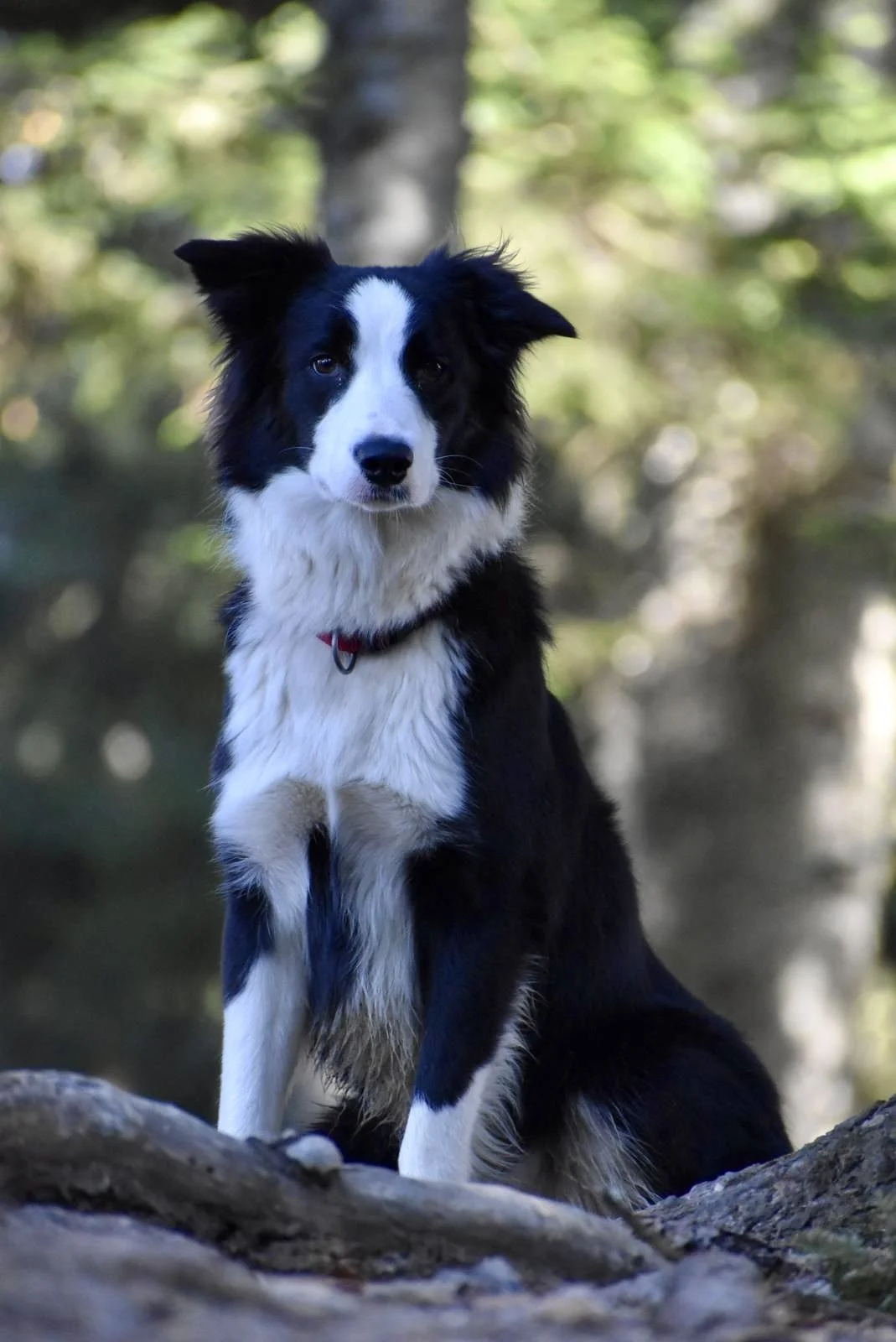 La Dysplasie chez le chien