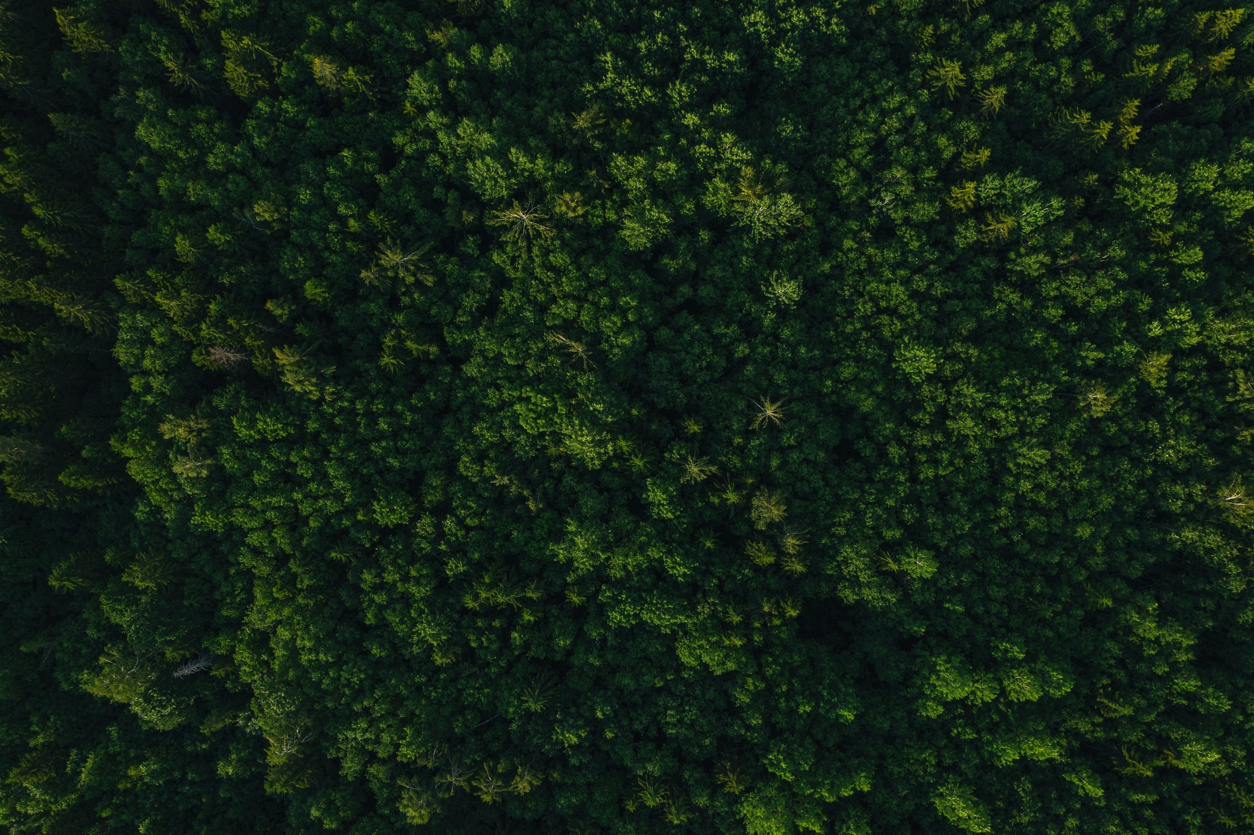Aerial shot of a forest
