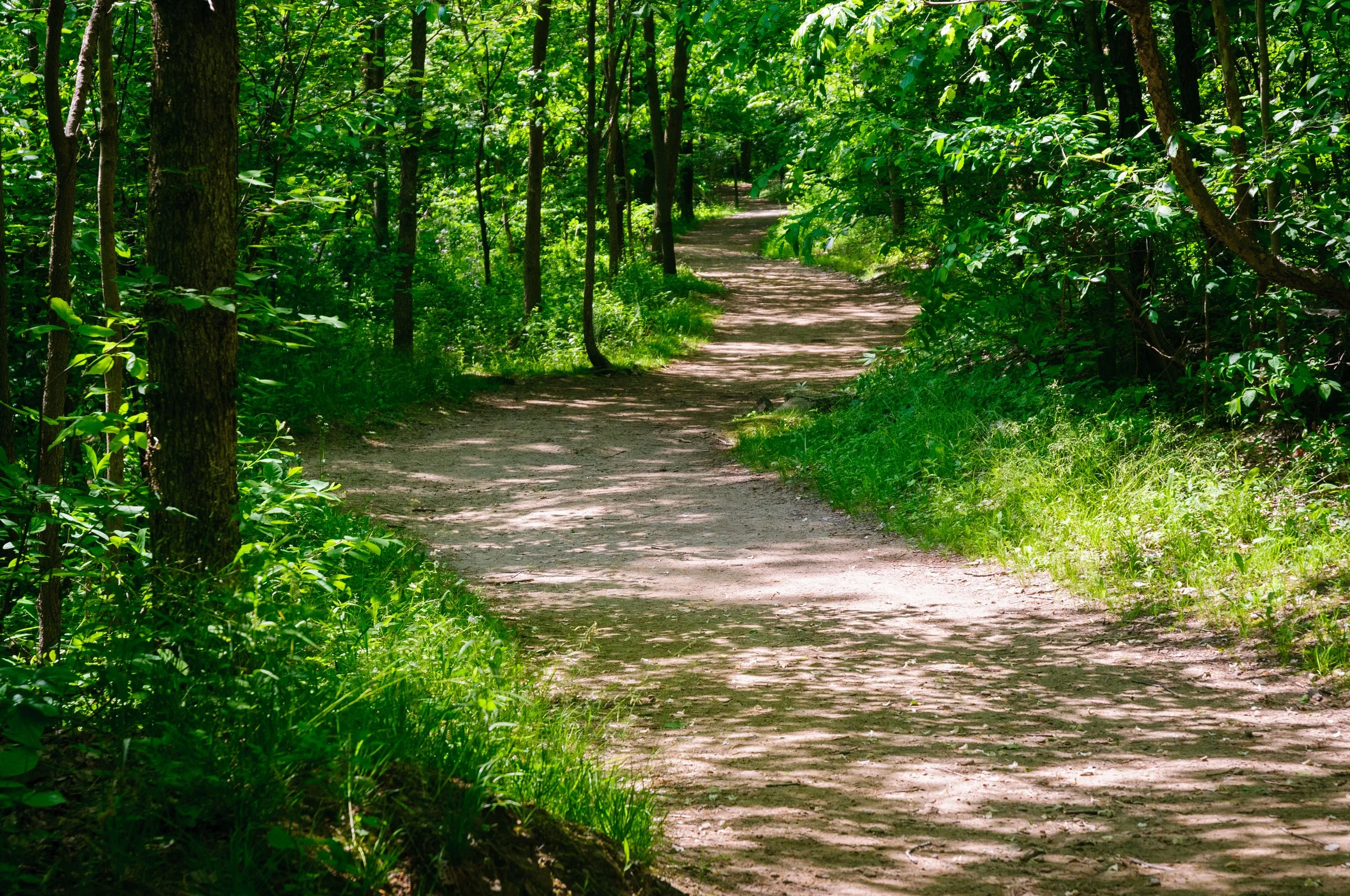 Dappled sunlight on a path in the woods