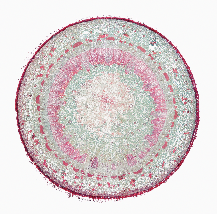 William Scully, Magnolia (2/15), archival pigment print on Museo Portfolio Rag, 29.5 × 30 in.
Acquired 2023. Photo courtesy of Carver Hill Gallery.
