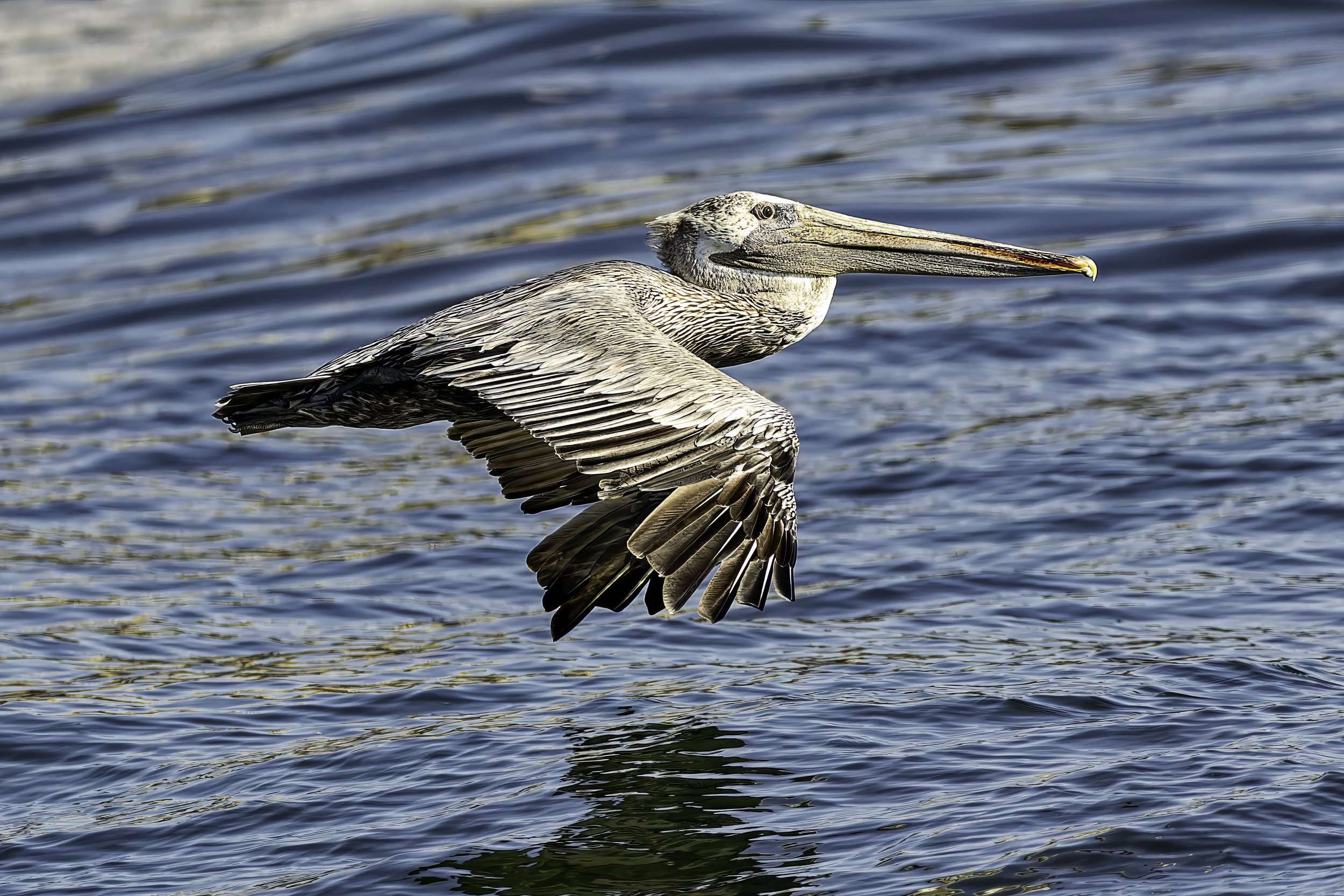 20240903-_29A9542-CR3-Edit-Edit.jpg