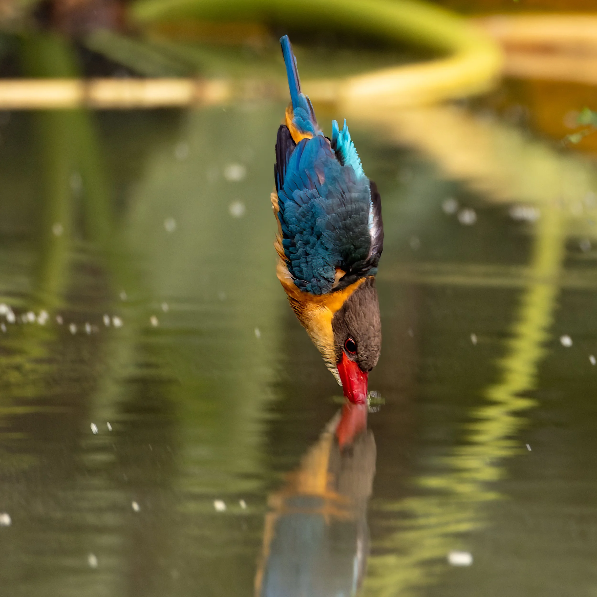 _29A8998-CR3_DxO_DeepPRIME-Edit-Edit.jpg