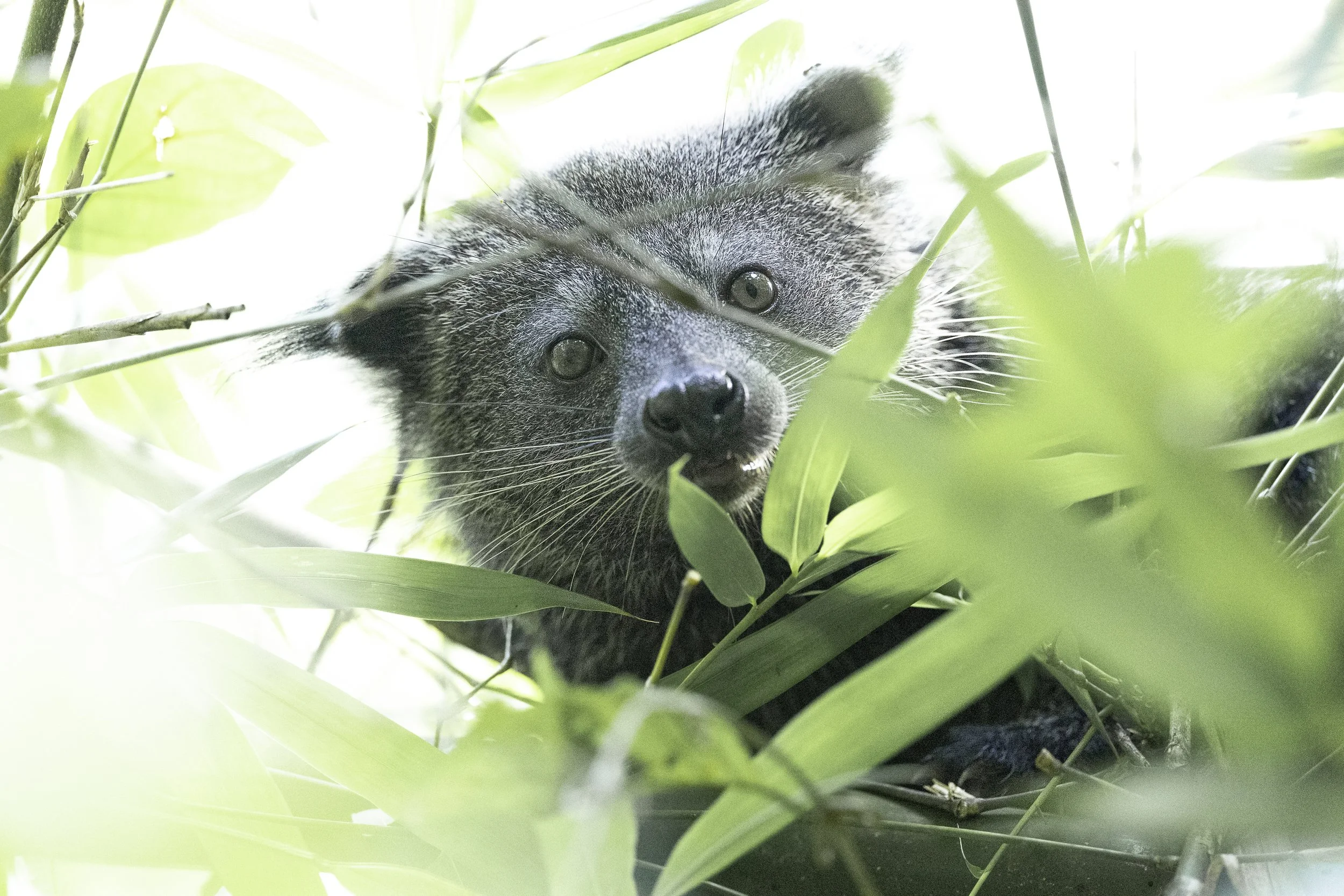Binturong, Thailand
