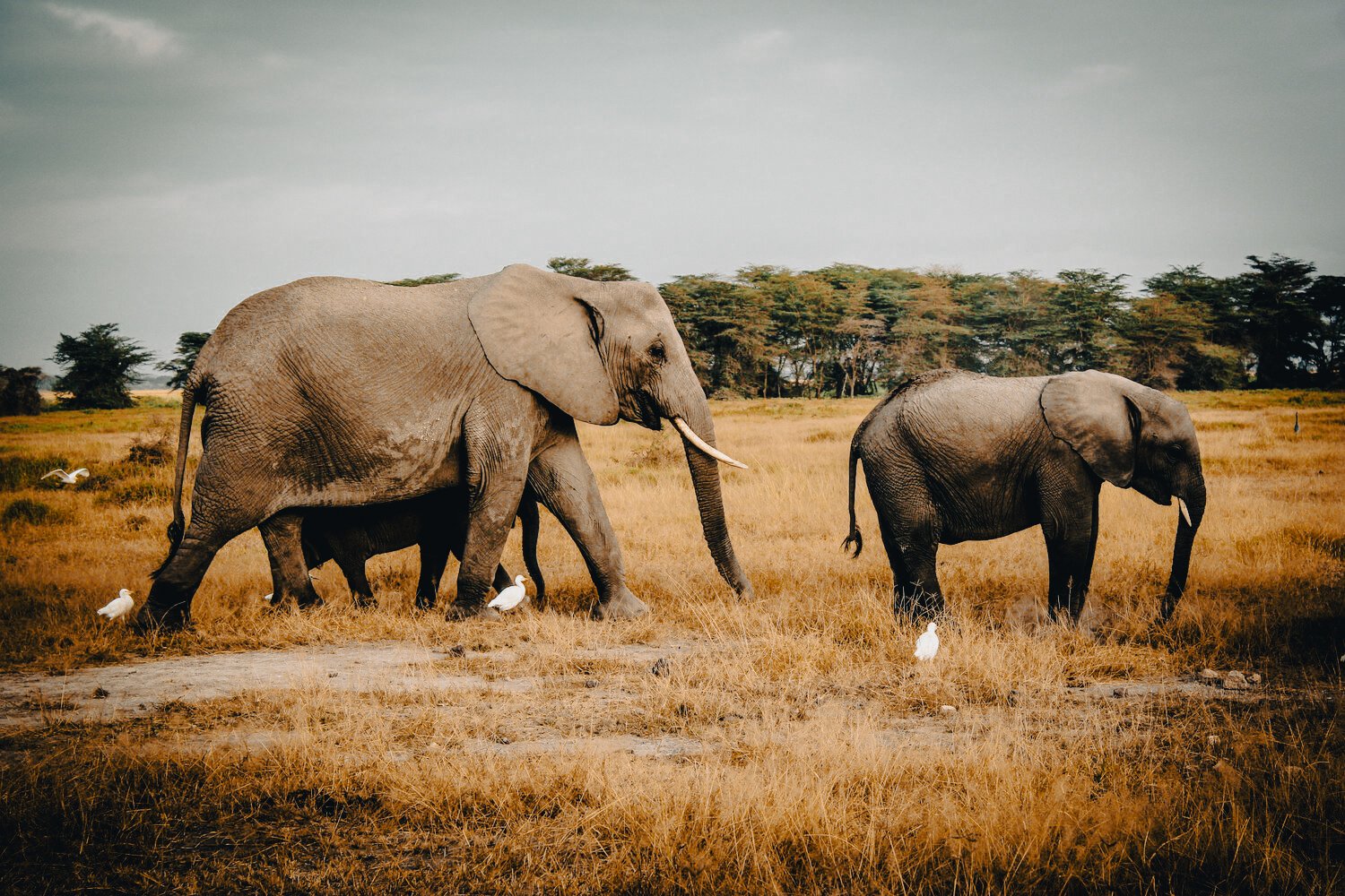kili_new_edits-04.jpg