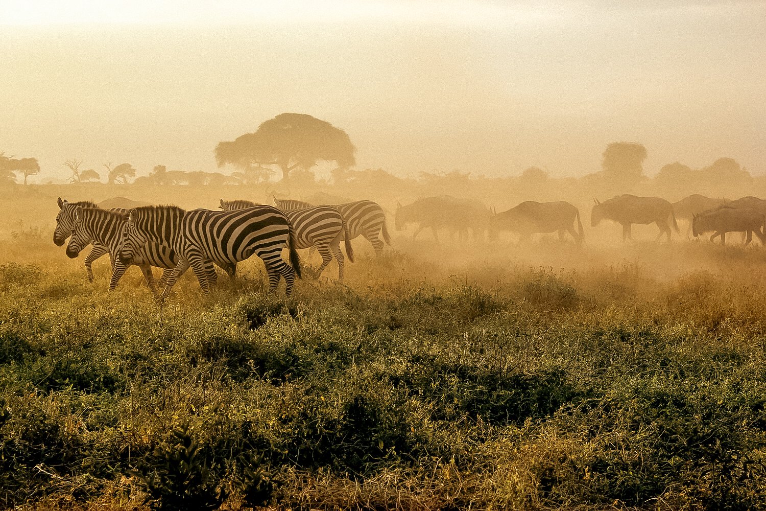 kili_new_edits-03.jpg