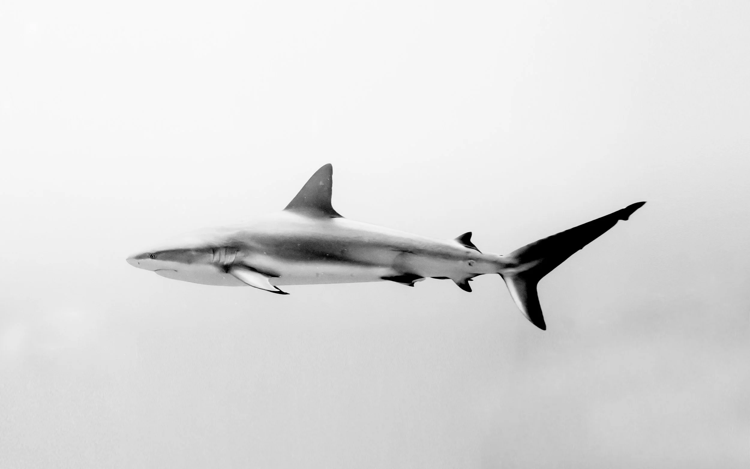 reef_shark_bw_4 copy.jpg
