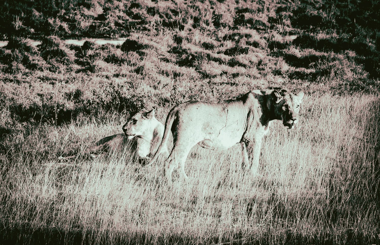 kili_new_edits-06.jpg