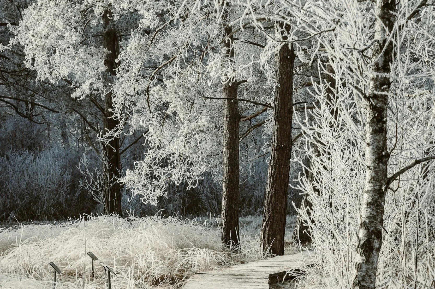 When Survival Mode Becomes Your Normal: Understanding the Functional Freeze Response