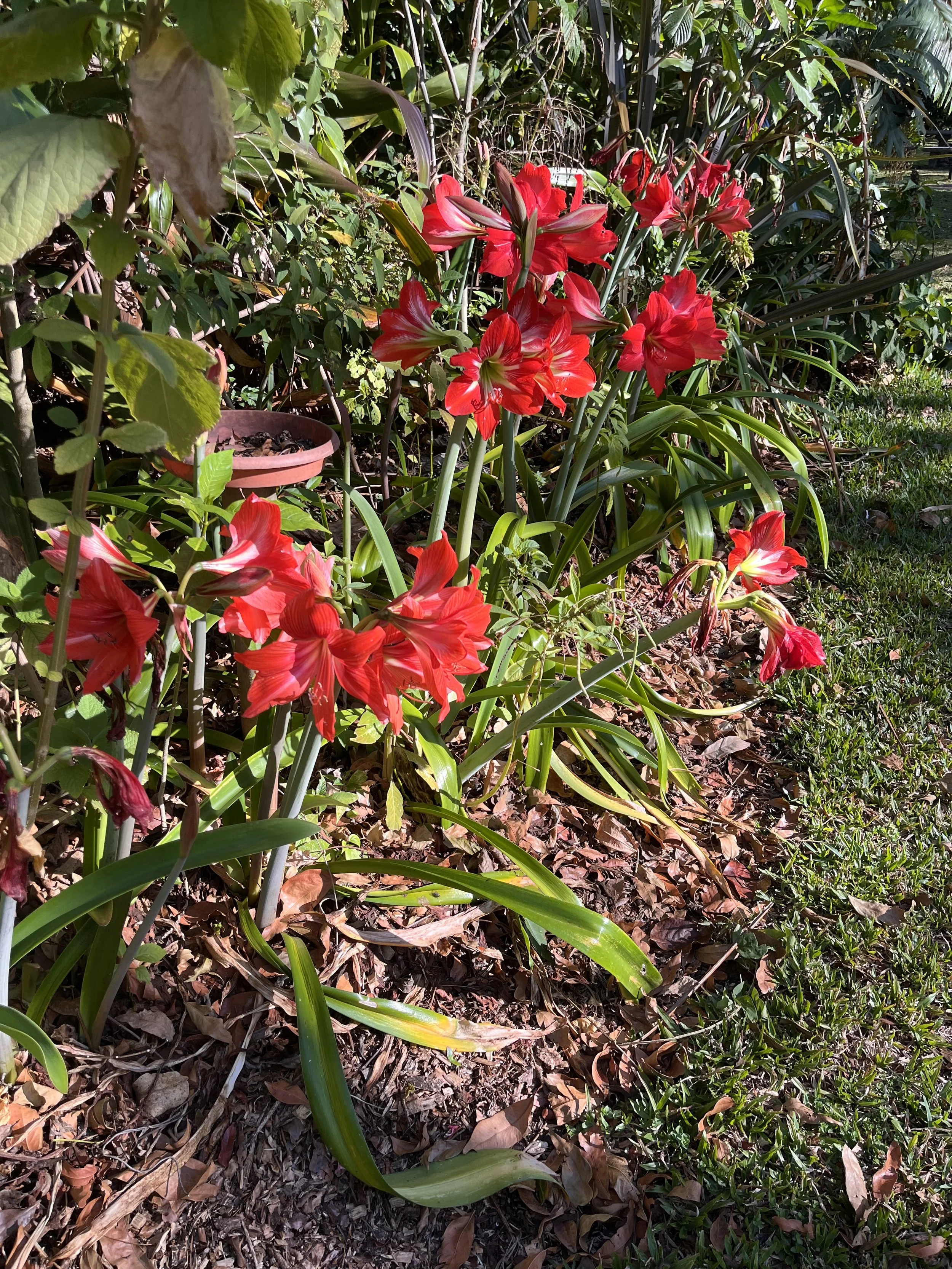 IMG_0719.jpeg