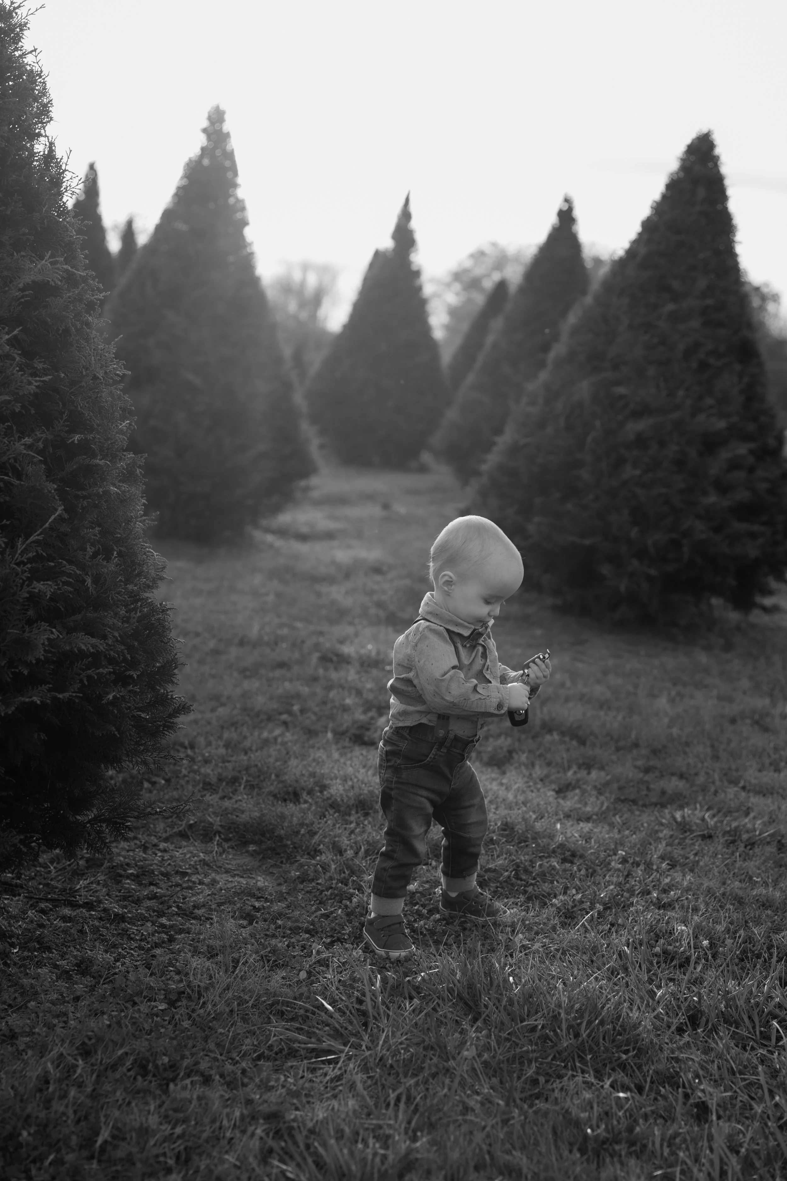 jdenardophoto.jpuckett.xmastree.11.17.24-6625.jpg