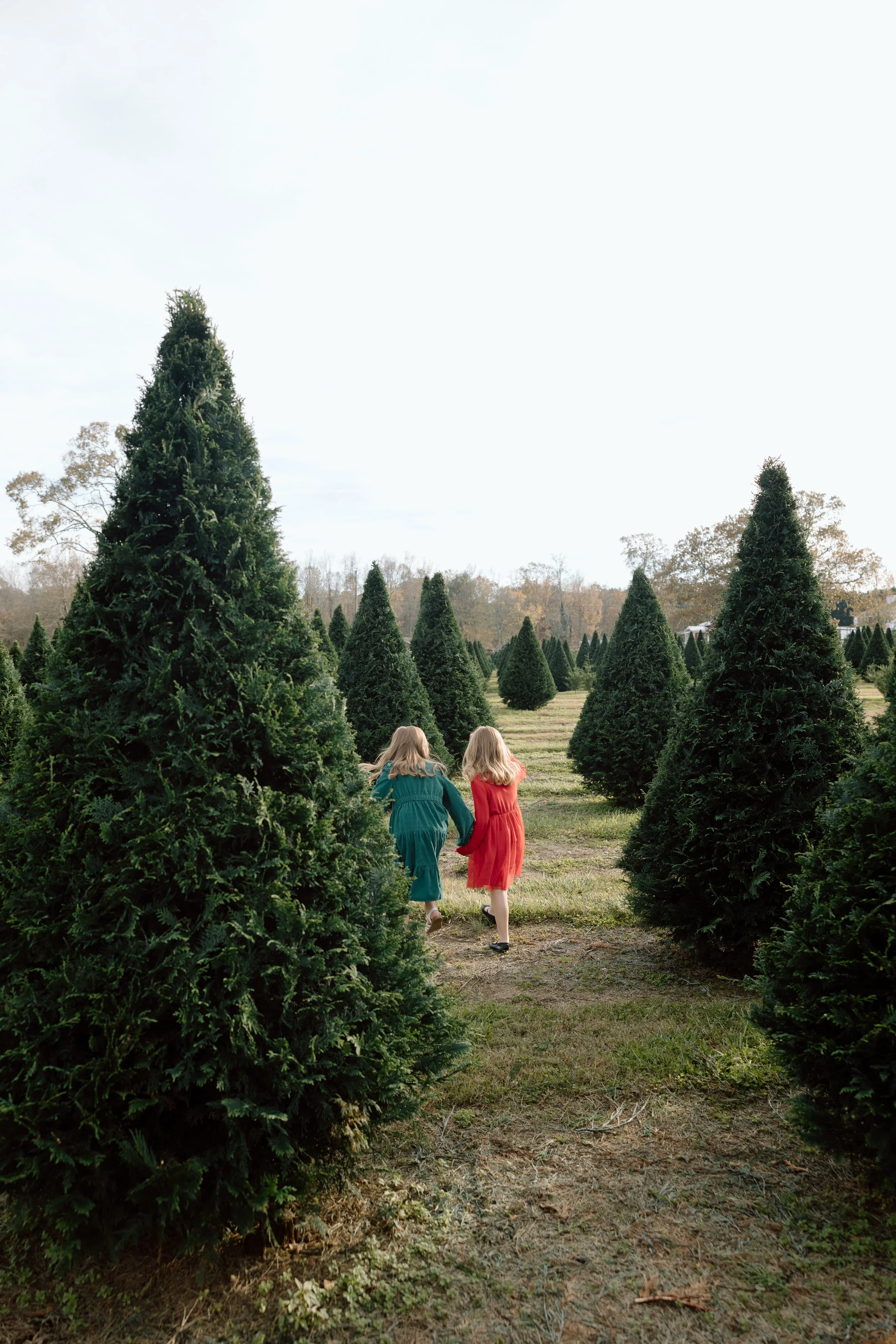 jdenardophoto.pickett.xmastree.11.17.24-5707.jpg