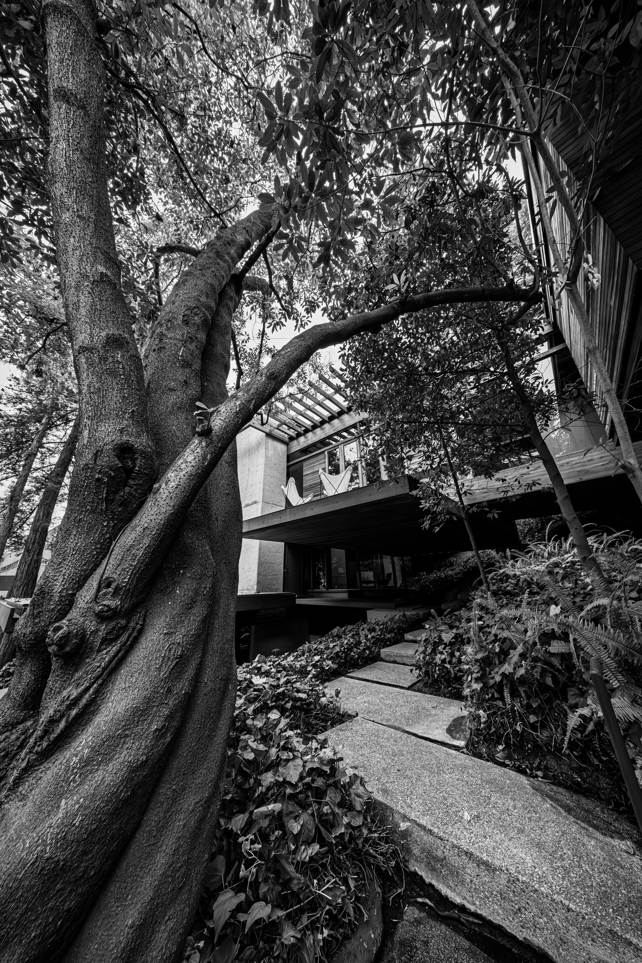 A modern house with large glass windows and multiple balconies, surrounded by trees and plants, viewed from a low angle in black and white.