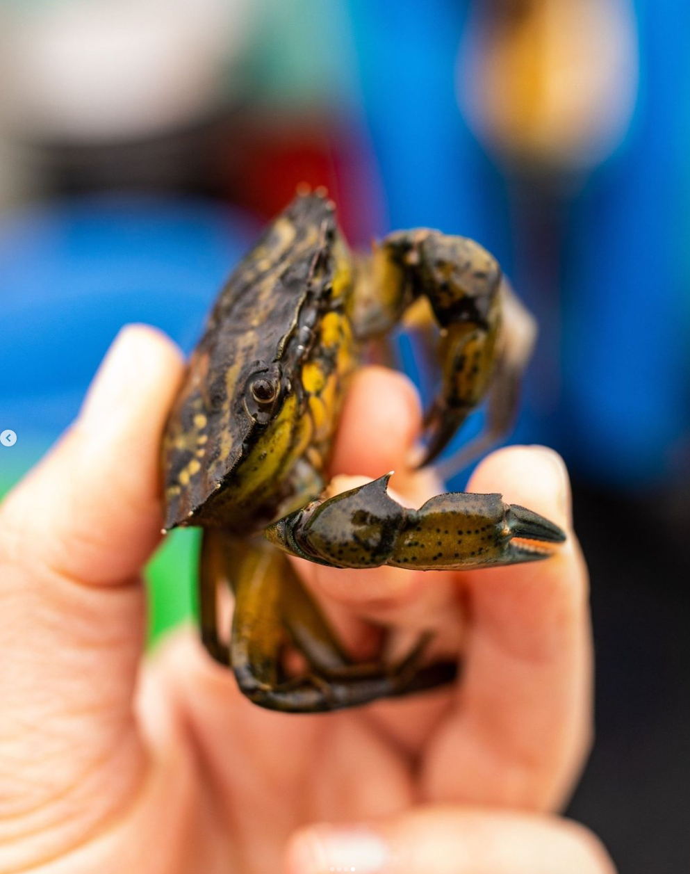 Our limited-edition Green Crab Bourbon was a logical next step in our ongoing dedication to environmentally friendly distilling. We sourced thousands of invasive green crabs from Seabrook-based fisherman Dwight Souther, which we cleaned and cooked in
