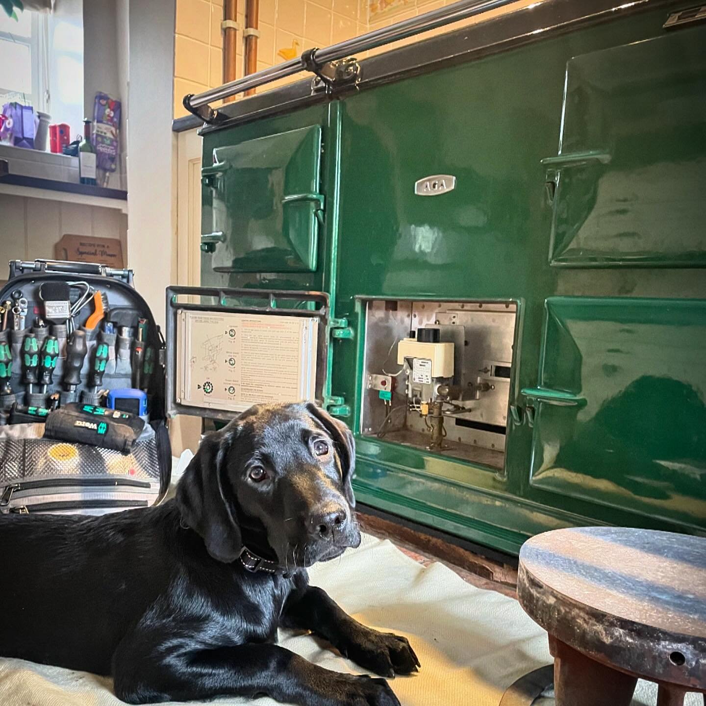 Serviced this Aga few weeks back, featuring Max the puppy! #aga #gasaga #heating #rurallife #gascooker #gasengineer #rangecookerengineer #puppy