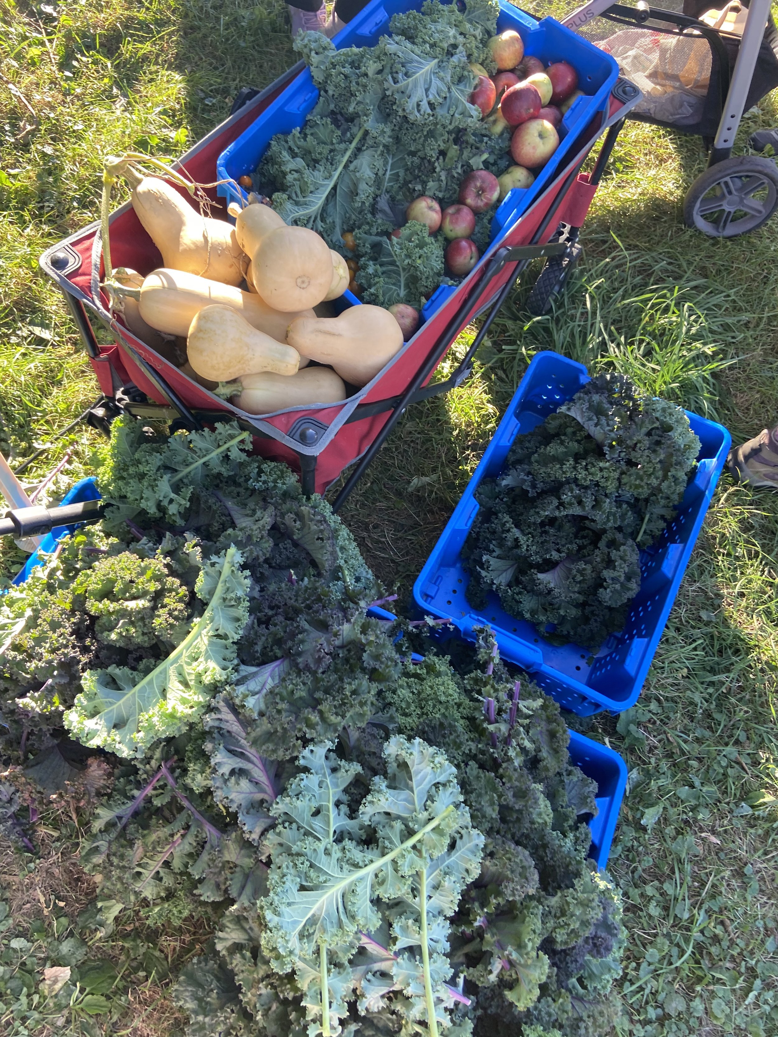 Kale, squash, apples, tomatoes, and peppers!