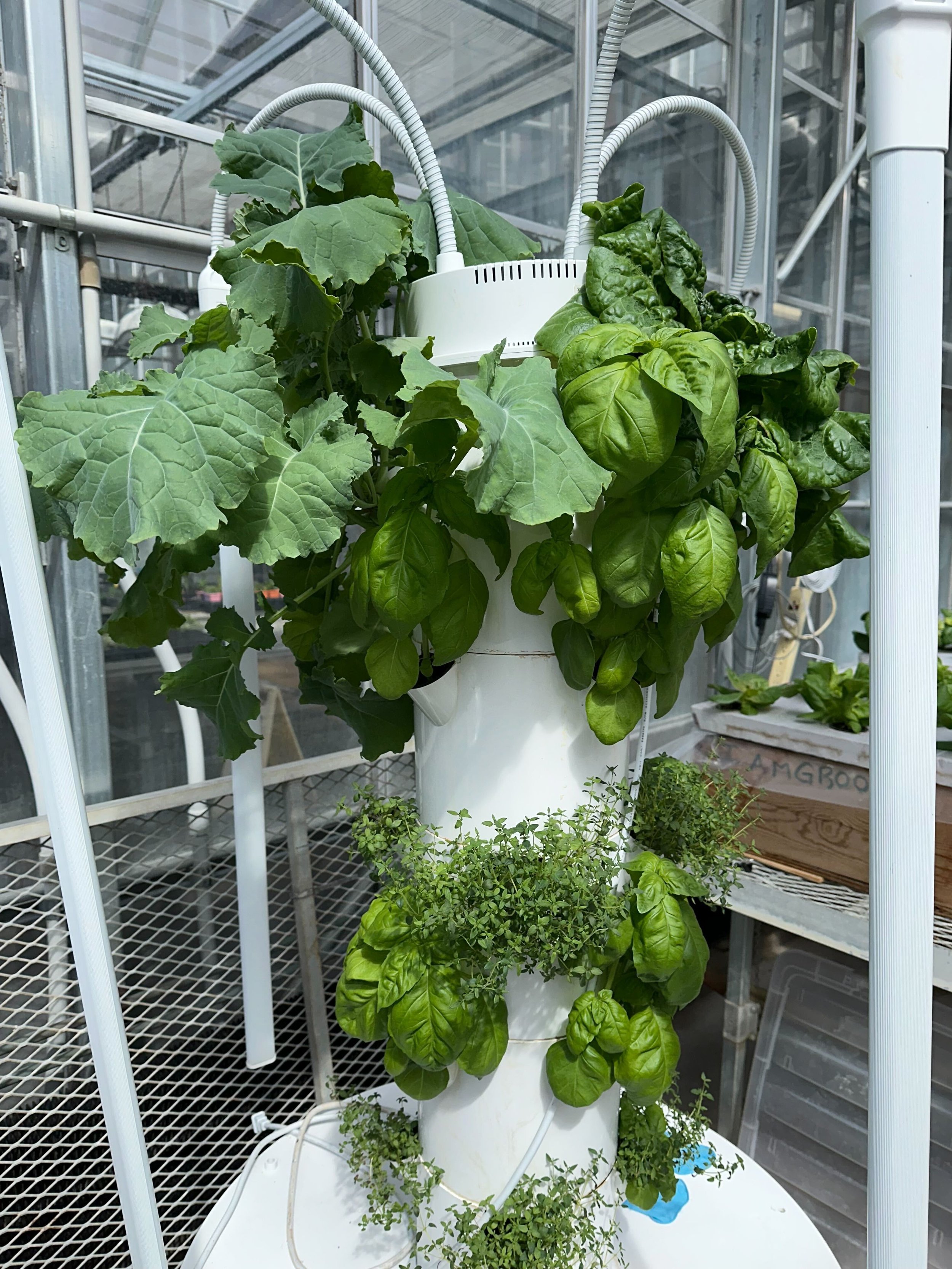 Hydroponics with Caitlin Weil