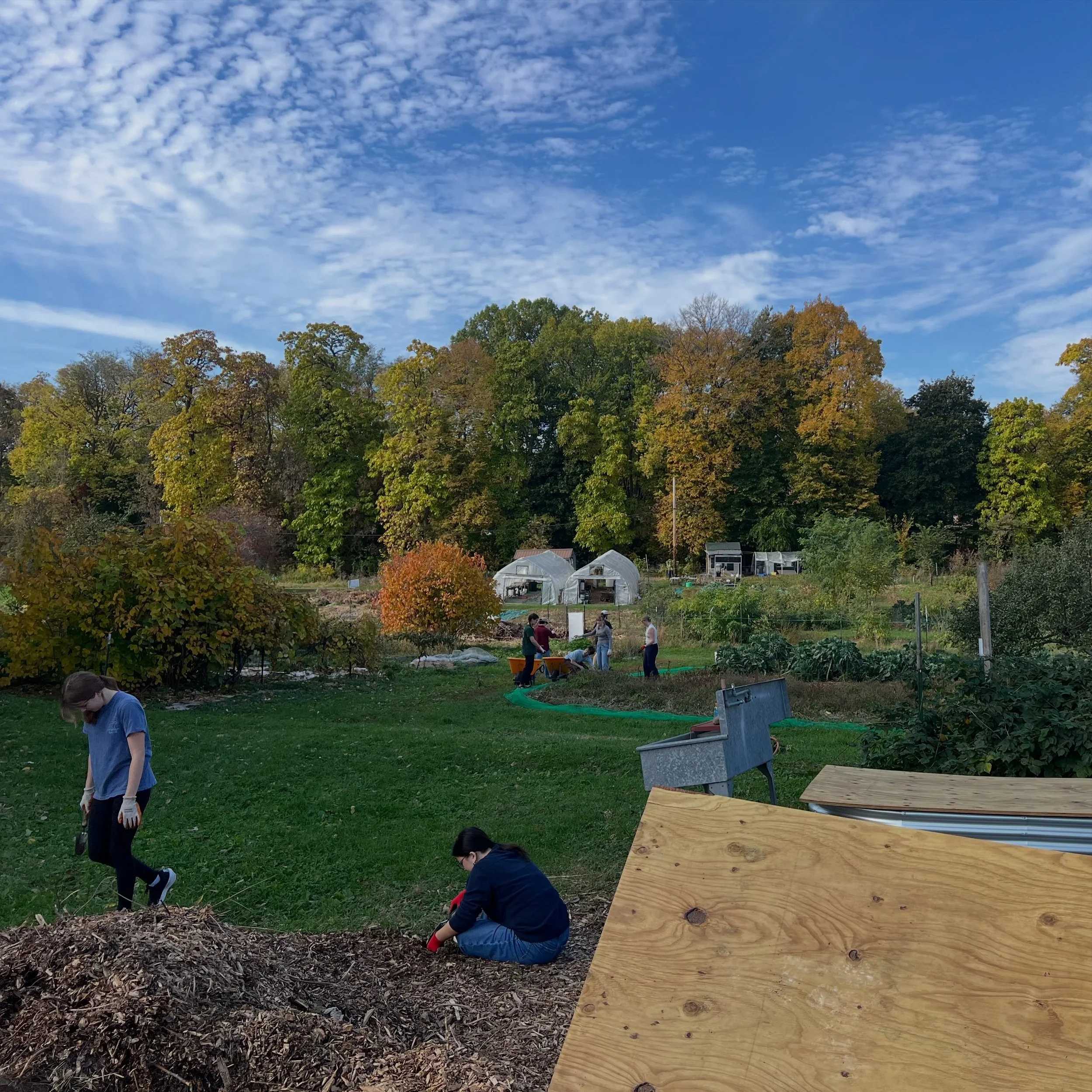 Fun and productive Sunday, the weather was SO NICE! Come by the farm next Sunday Nov 1st at 11 for volunteering with bagels and coffee 🥯☕️