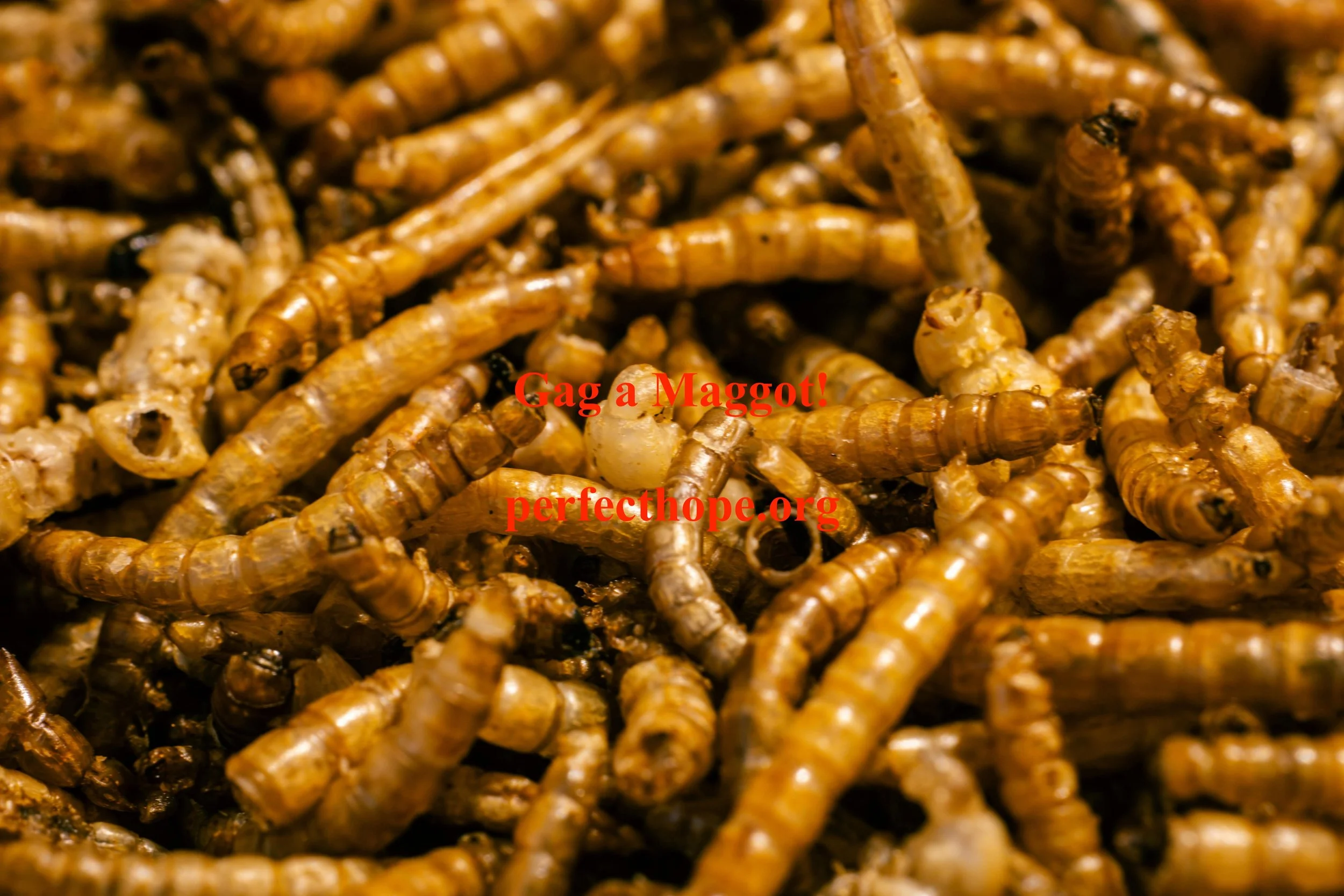 Gag a Maggot!