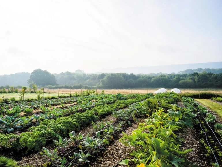 Looking Back to Grow Ahead: Regenerative California is Redefining Farming
