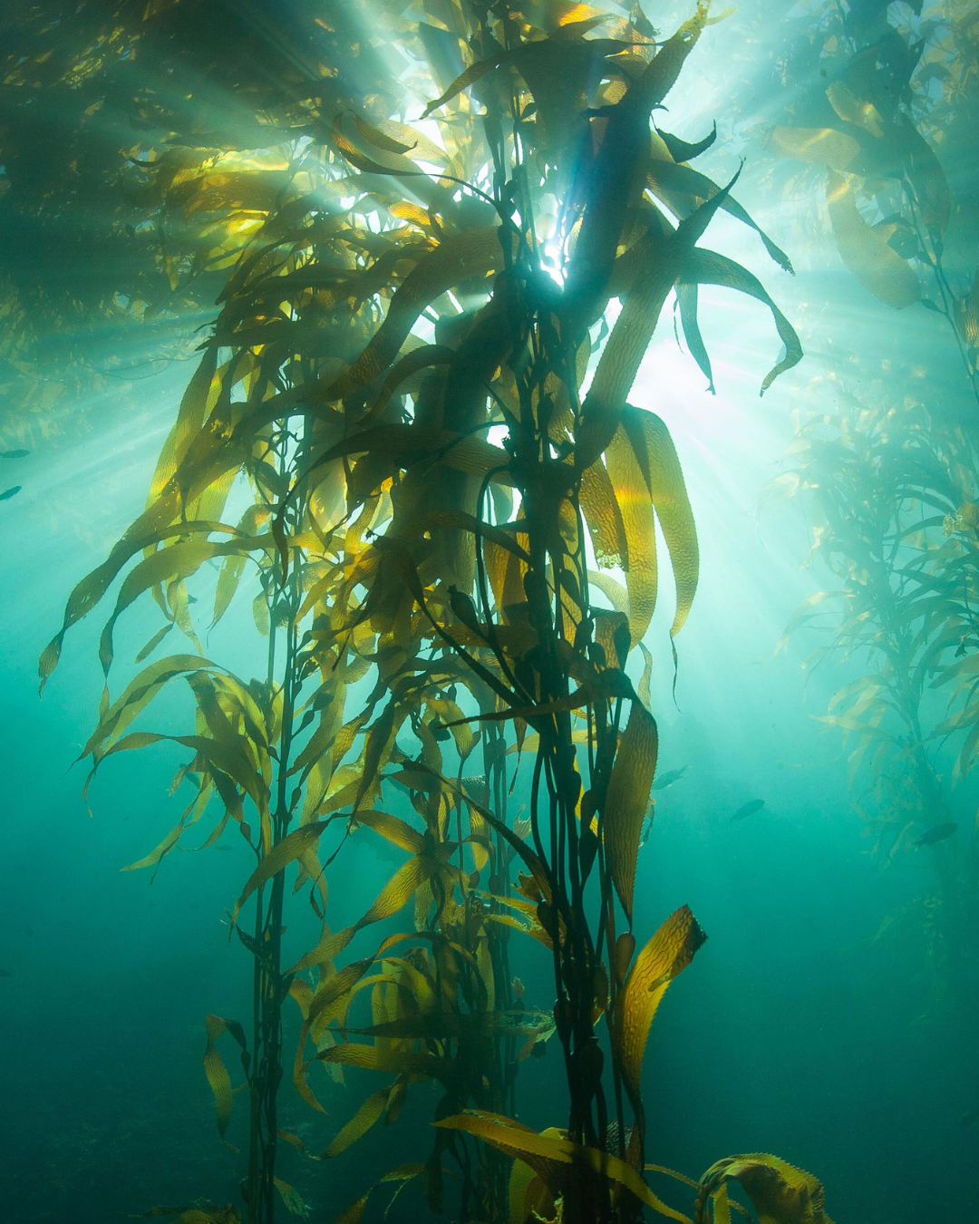 Why Kelp Forests Matter to the Future of Monterey Bay