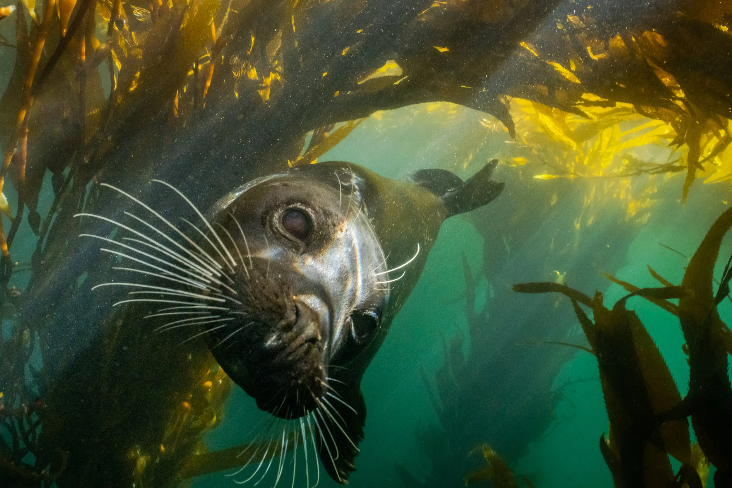 The Ocean Community vs. Offshore Oil