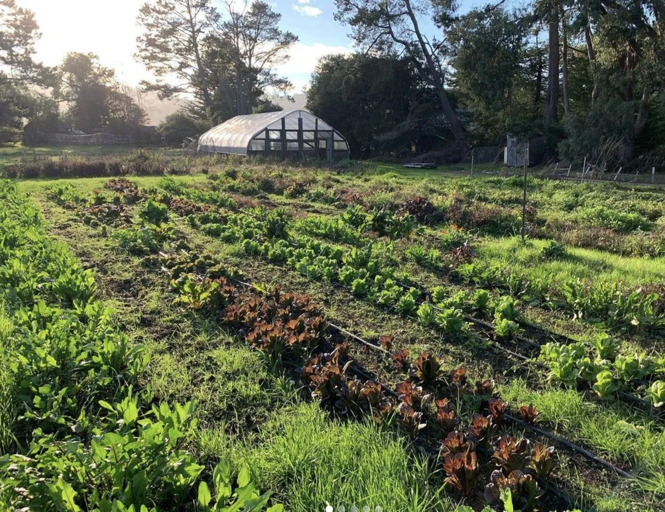 From Monterey to the North Bay: Growing a Regenerative Future for California
