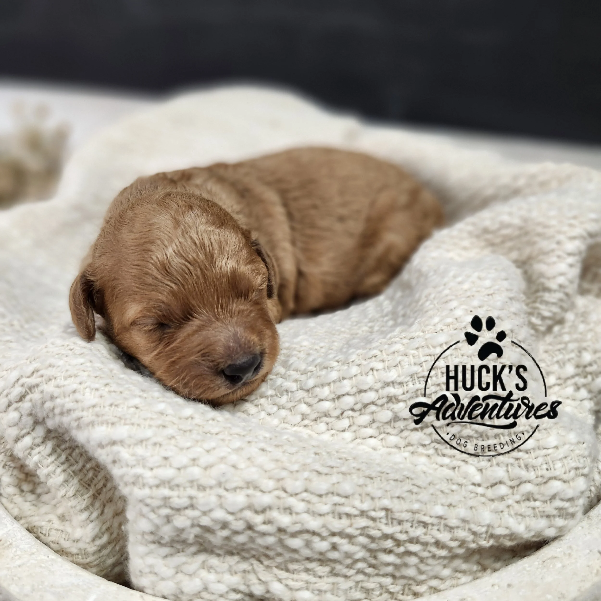 Blue Collar Boy ~ Huck's Adventures Lincoln