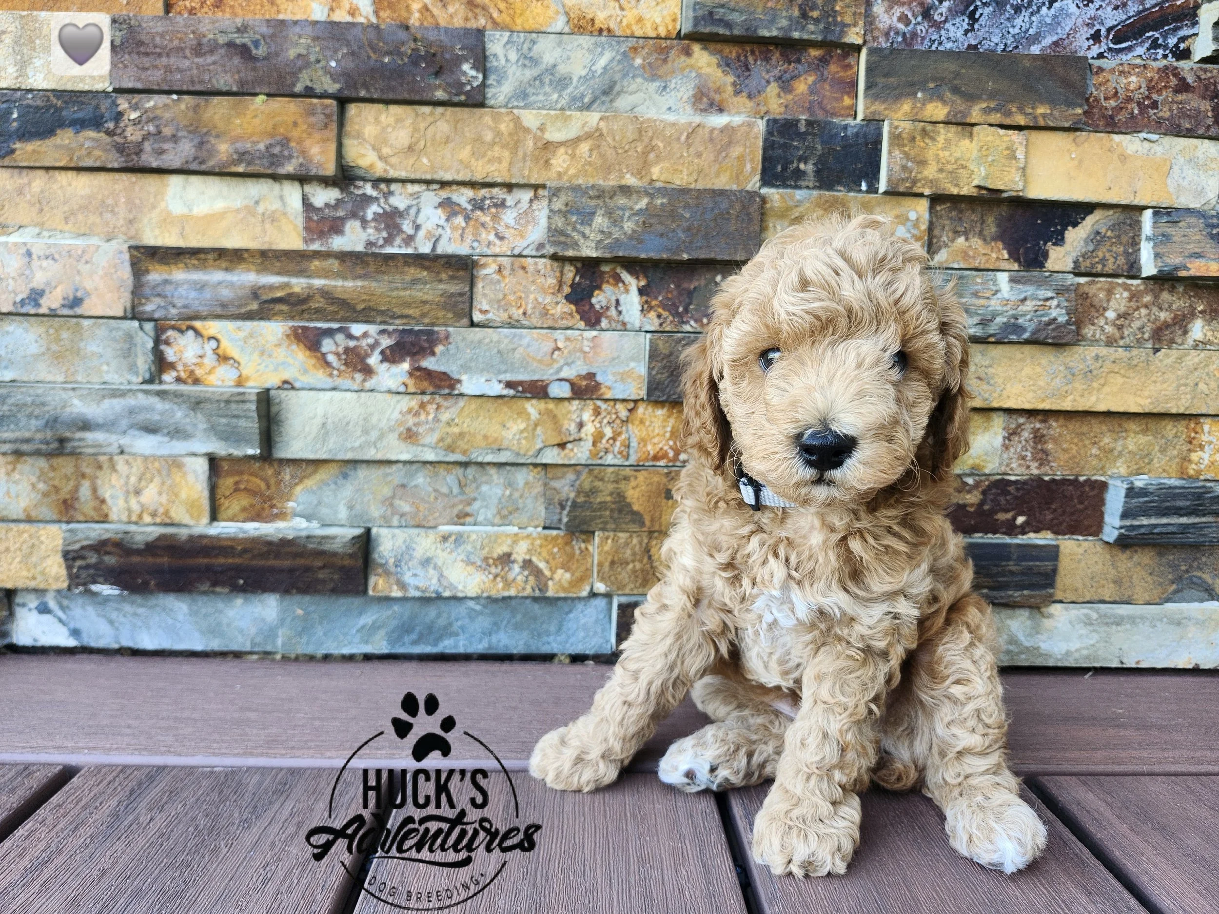 Gray Collar Boy ~ Huck's Adventures Justice 6 weeks