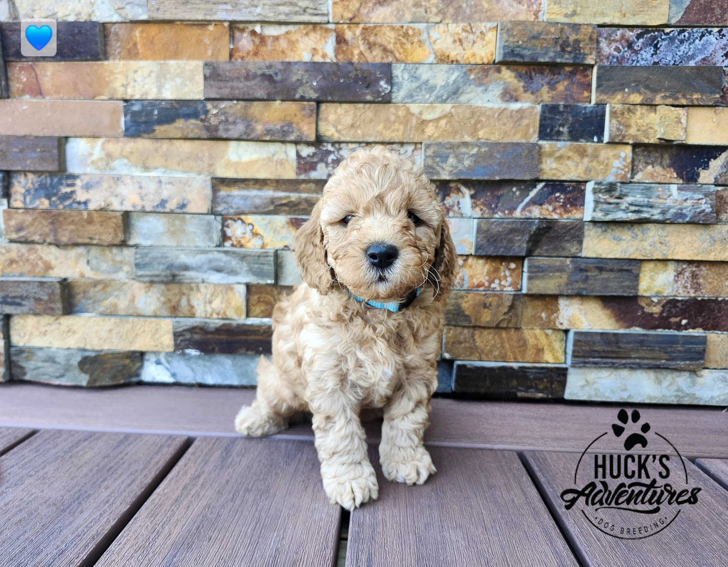 Blue Collar Boy ~ Huck's Adventures Lincoln 6 weeks