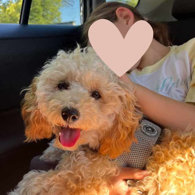 Huck's Adventures Iris ~ Lulu