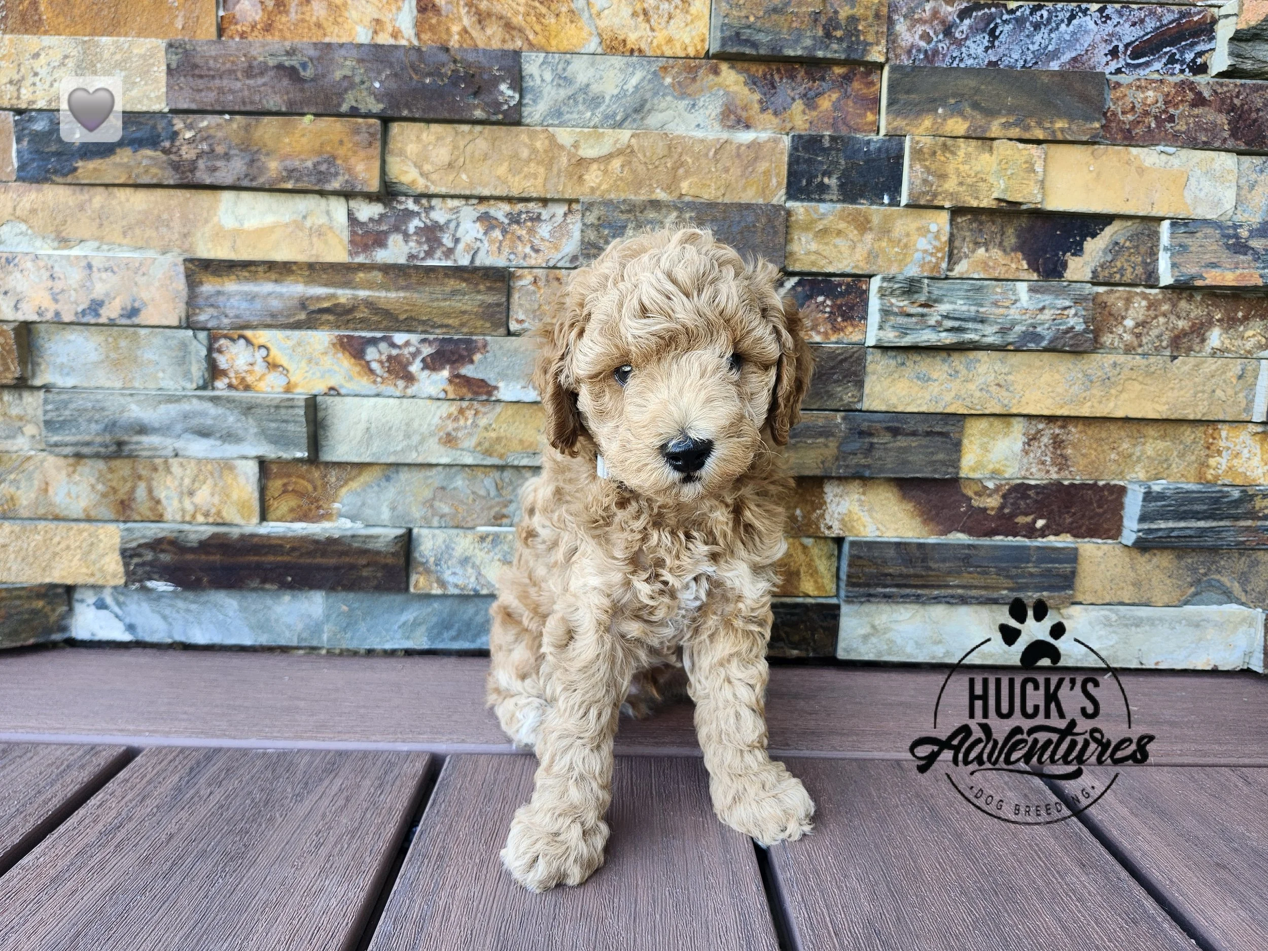 Gray Collar Boy ~ Huck's Adventures Justice 6 weeks