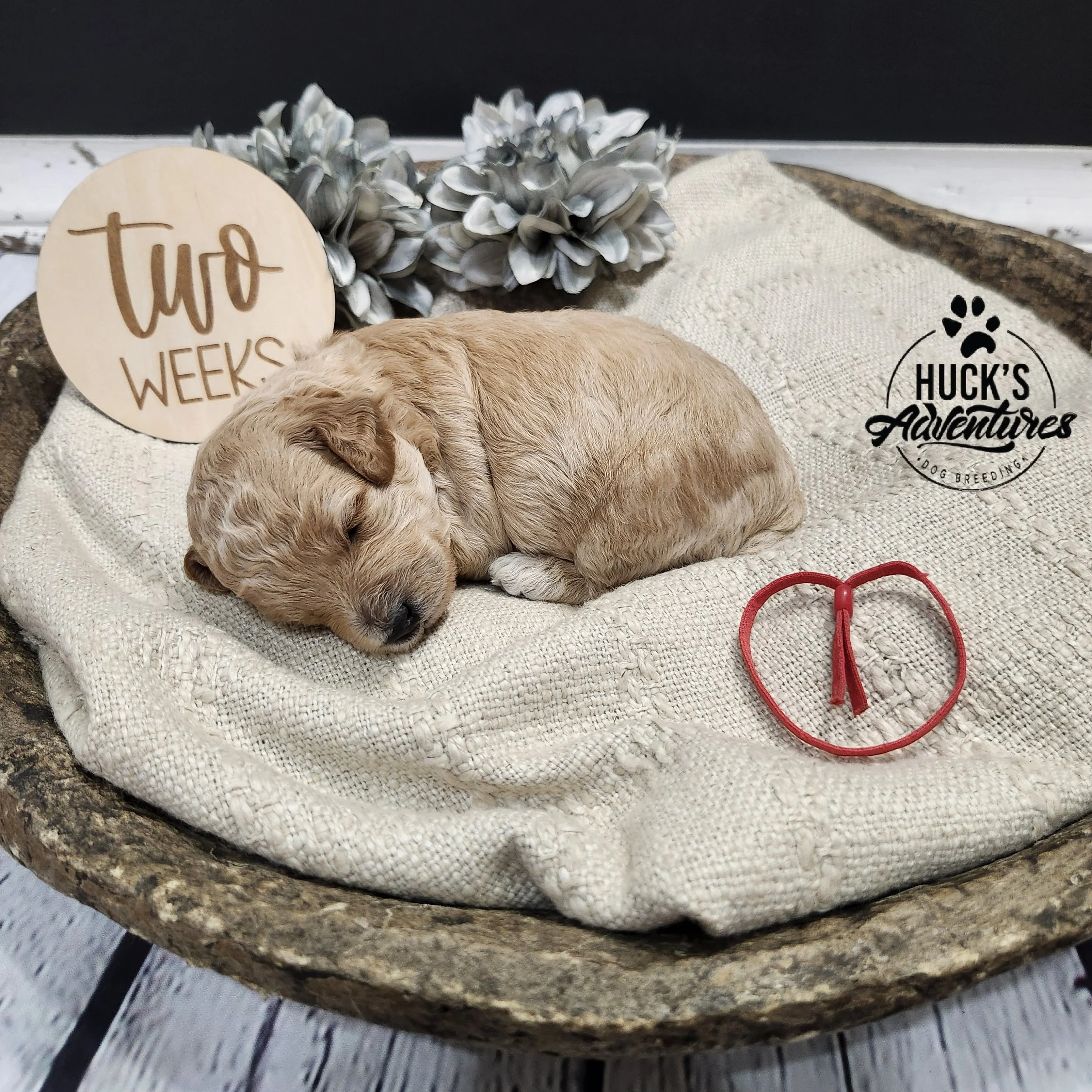 RESERVED ~Red Collar Boy~ Huck's Adventures Abe 2 weeks