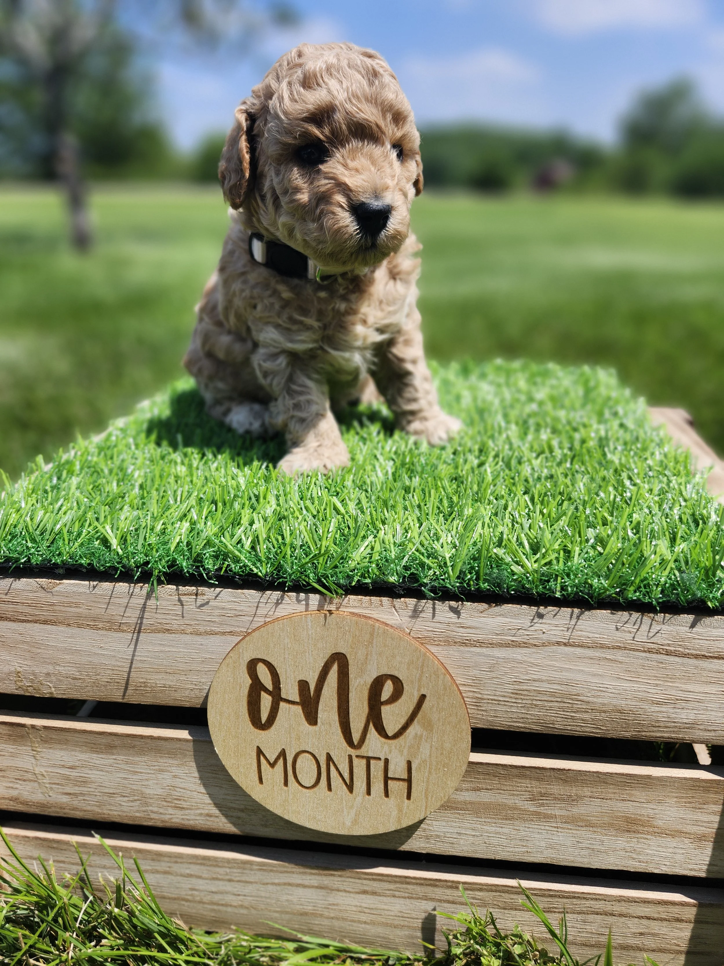 White Collar Girl ~ Huck's Adventures Belle 4 Weeks