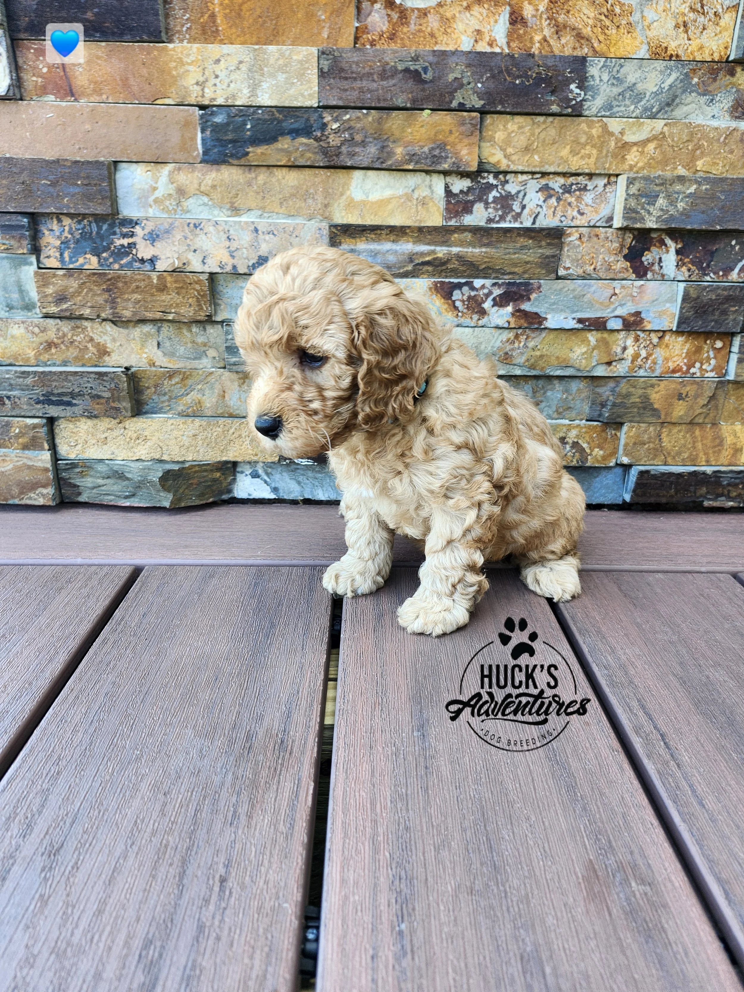 Blue Collar Boy ~ Huck's Adventures Lincoln 6 weeks
