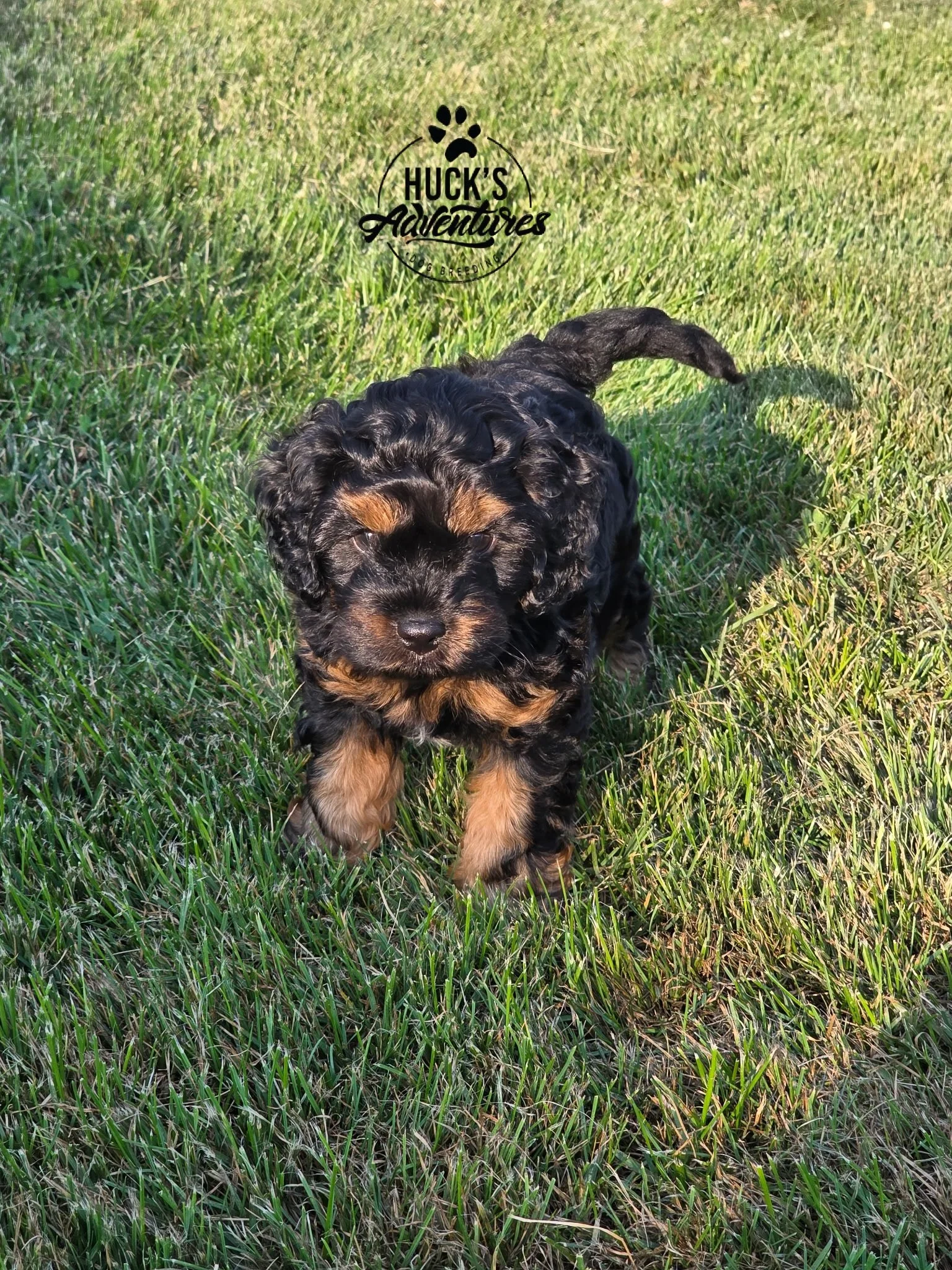 Phantom 7 Weeks