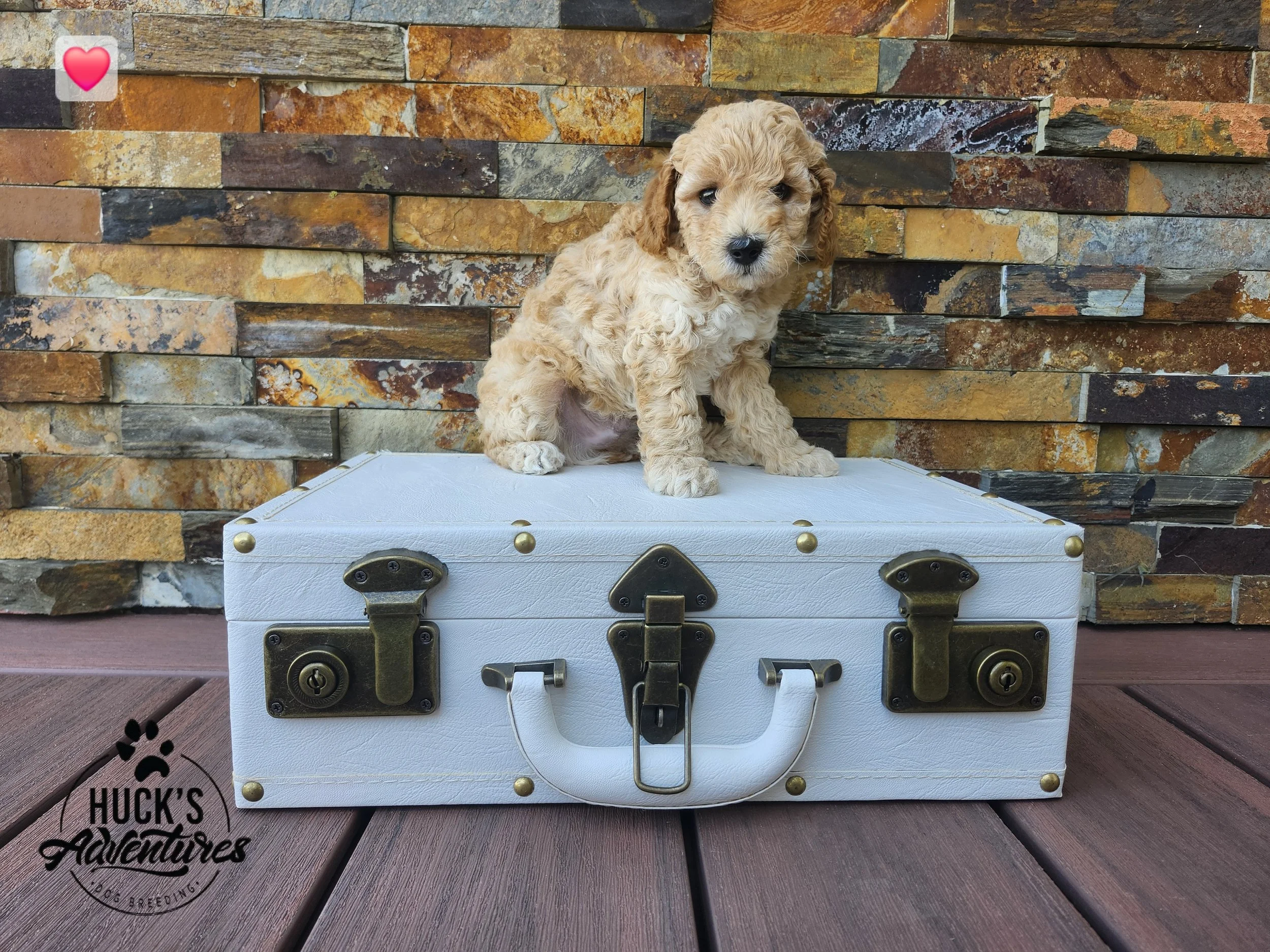 RESERVED ~Red Collar Boy~ Huck's Adventures Abe ~ 6 weeks