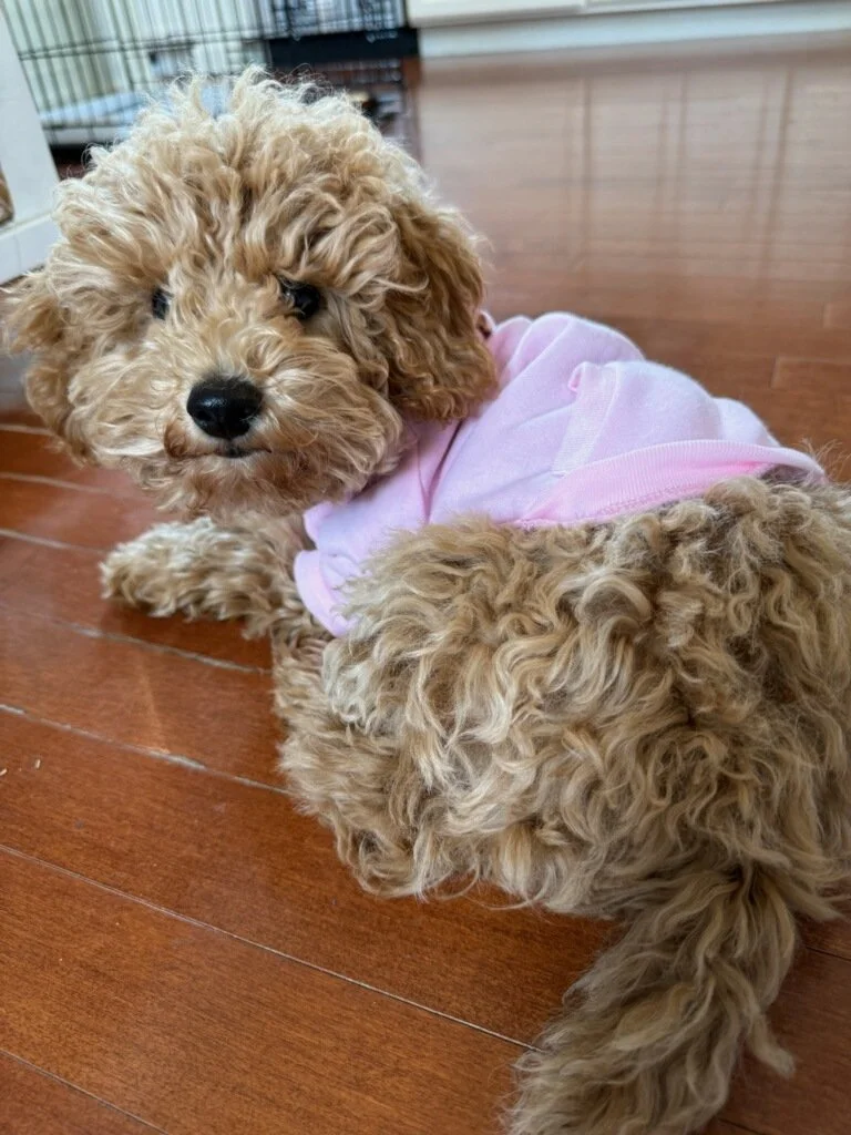 Huck's Adventures Belle