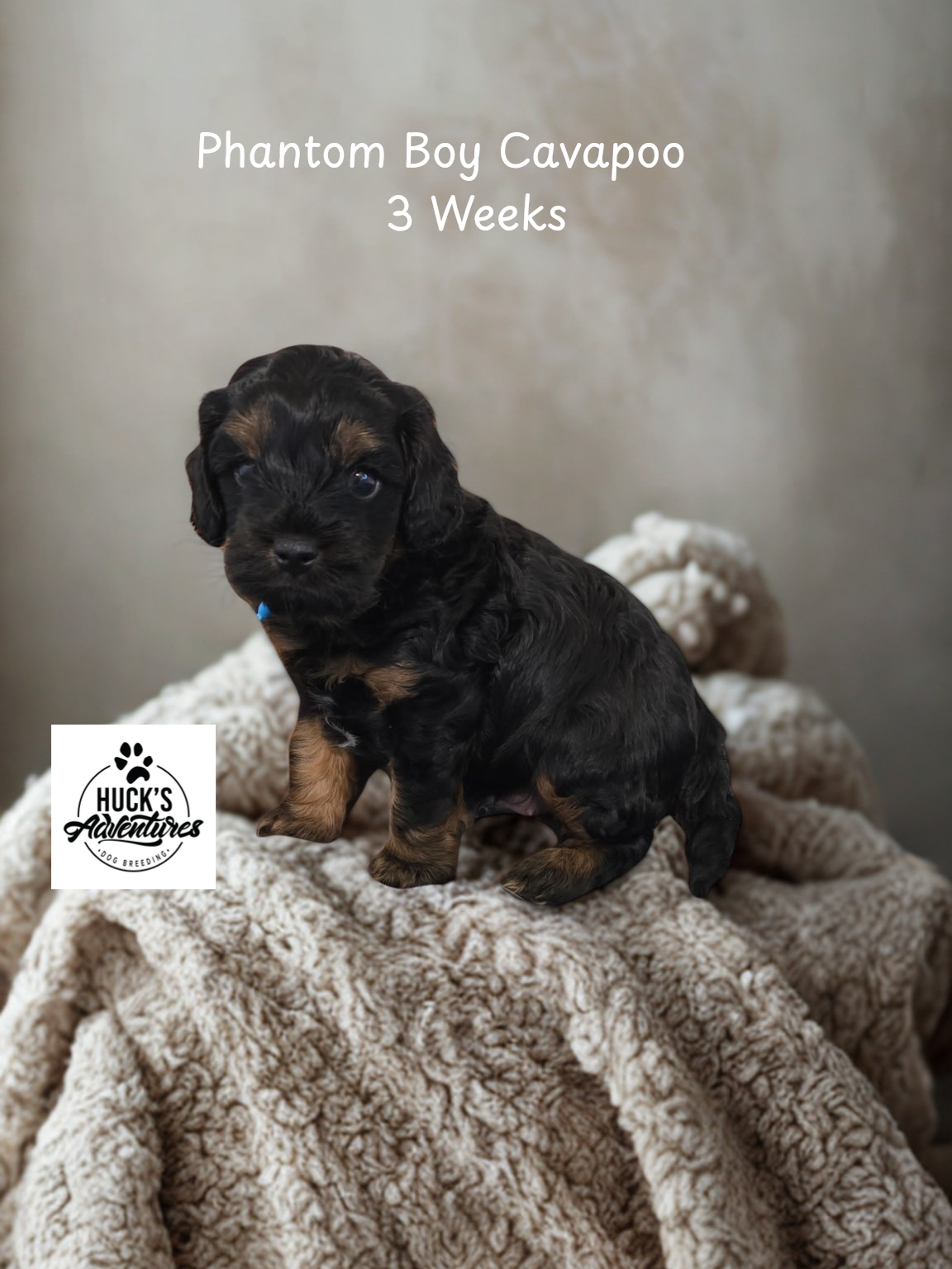 Phantom 3 Weeks