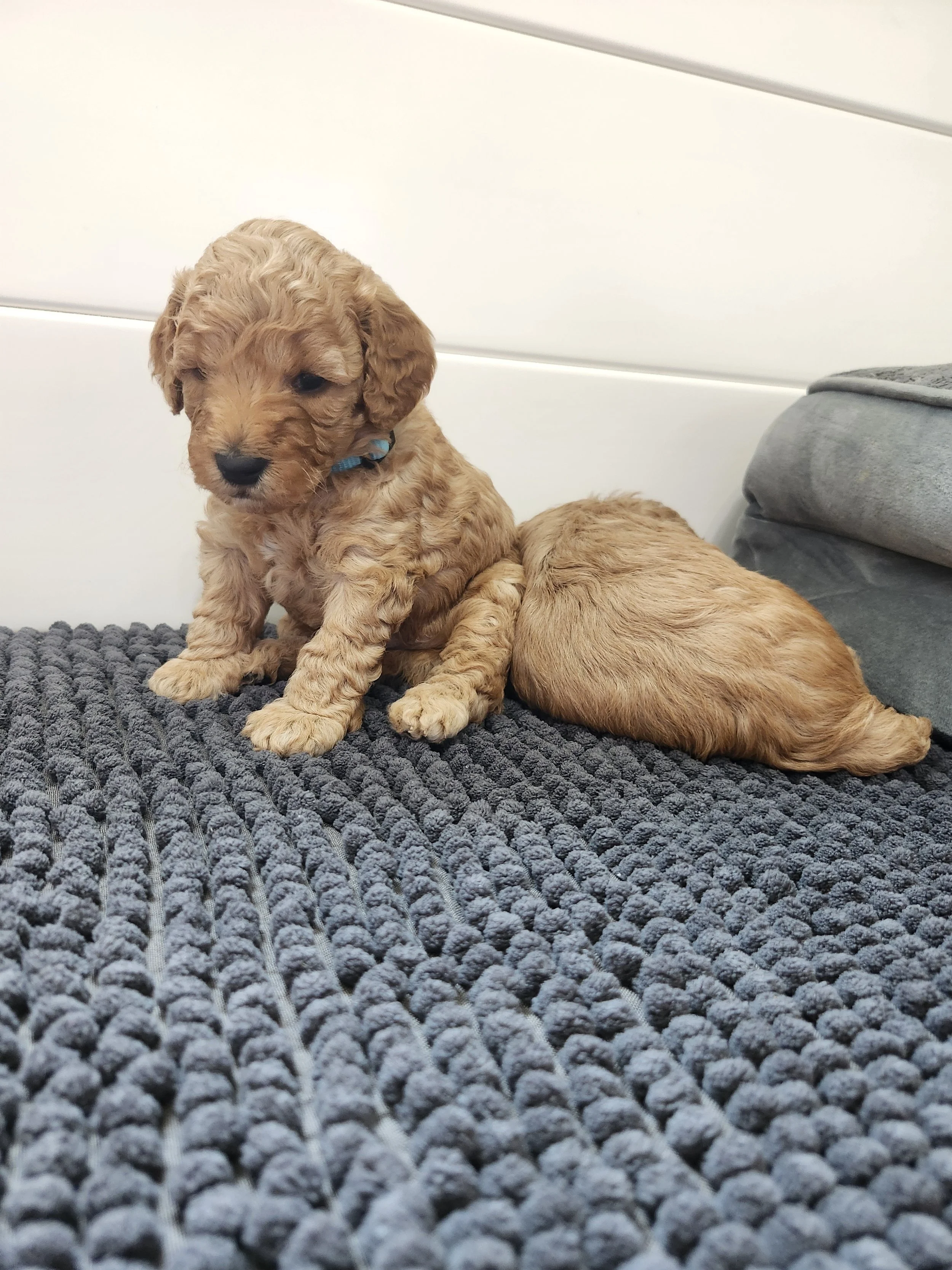 Blue Collar Boy ~ Huck's Adventures Lincoln 4 weeks