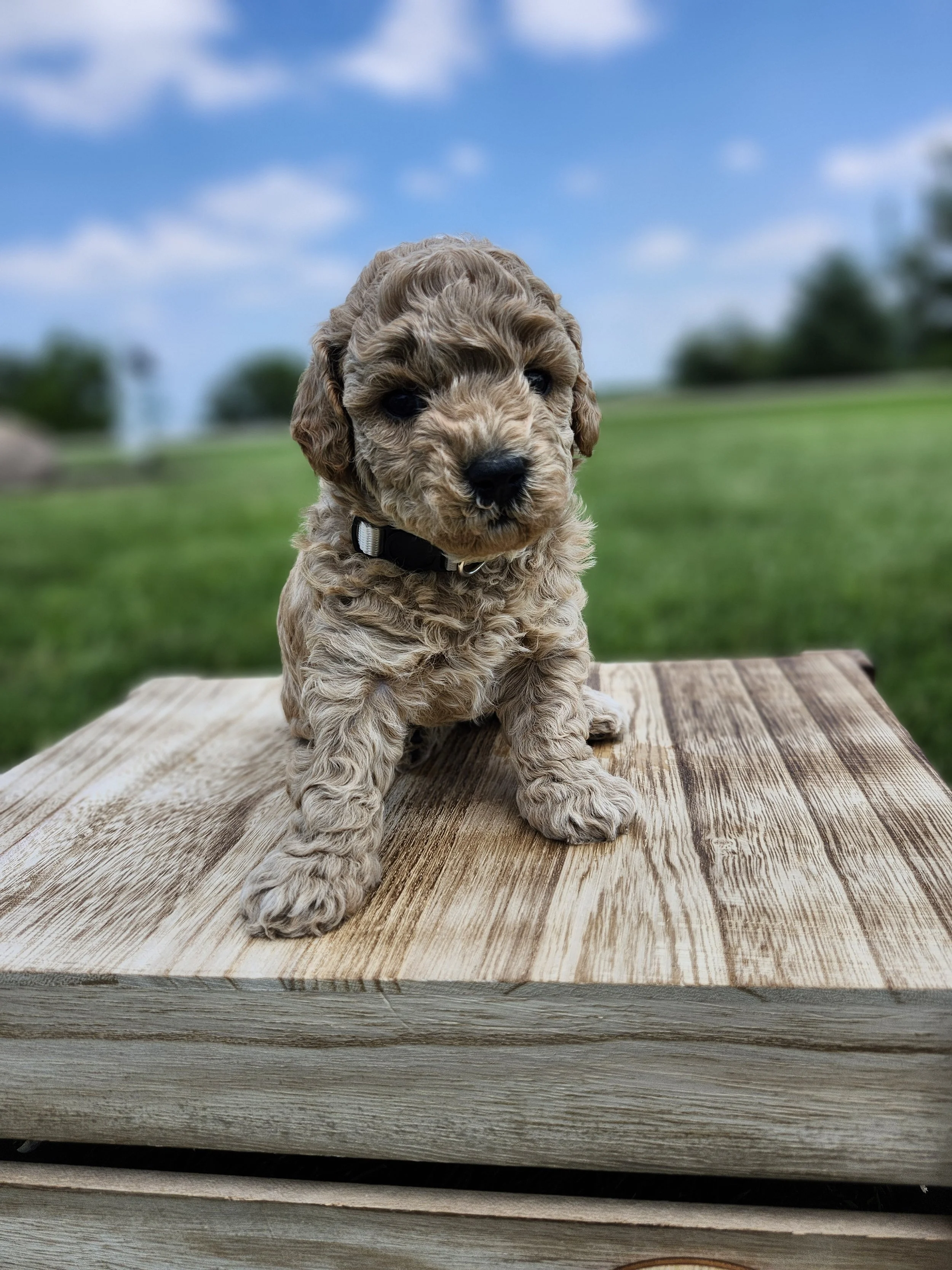 White Collar Girl ~ Huck's Adventures Belle 4 Weeks