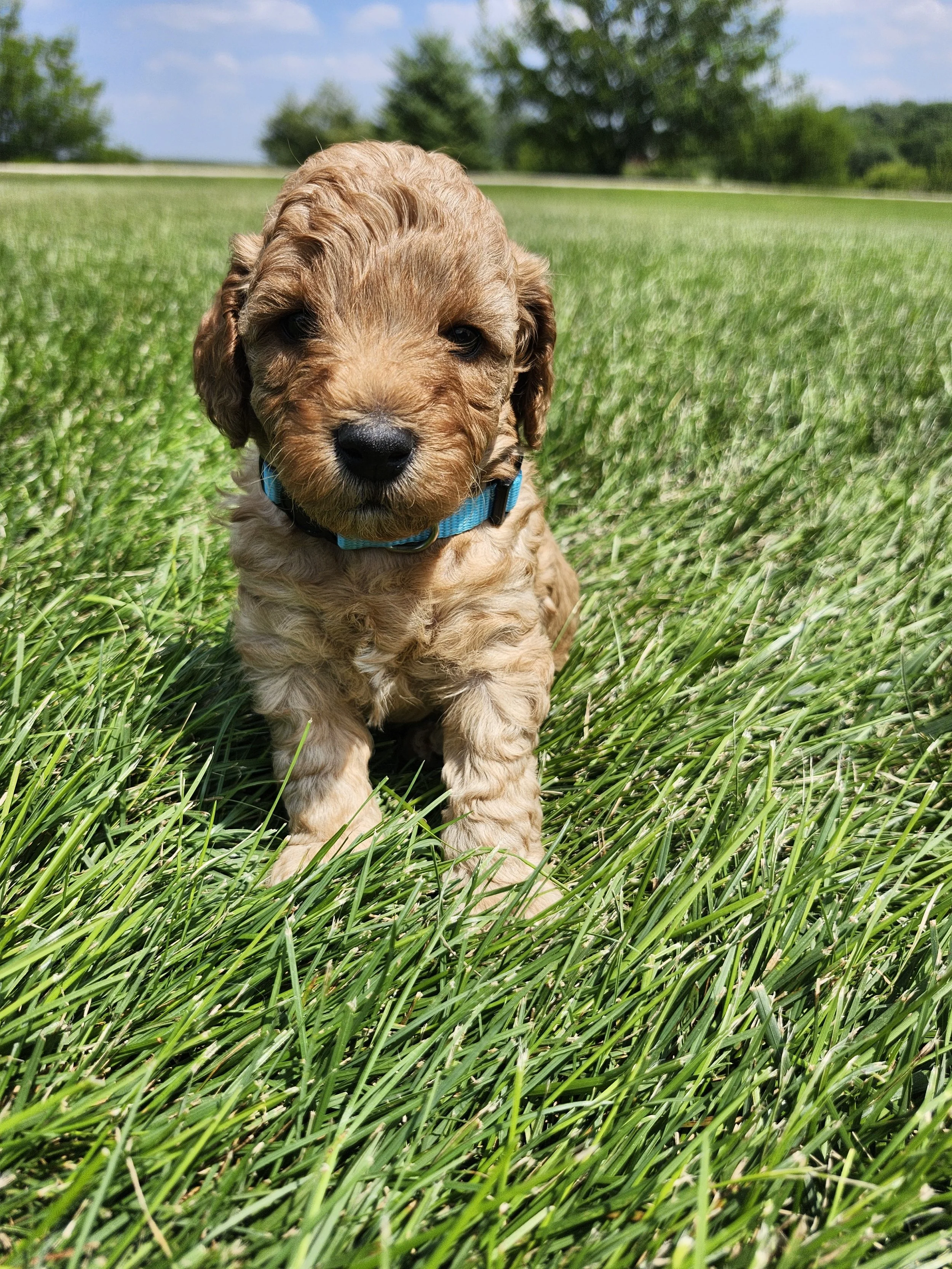 Blue Collar Boy ~ Huck's Adventures Lincoln 4 weeks