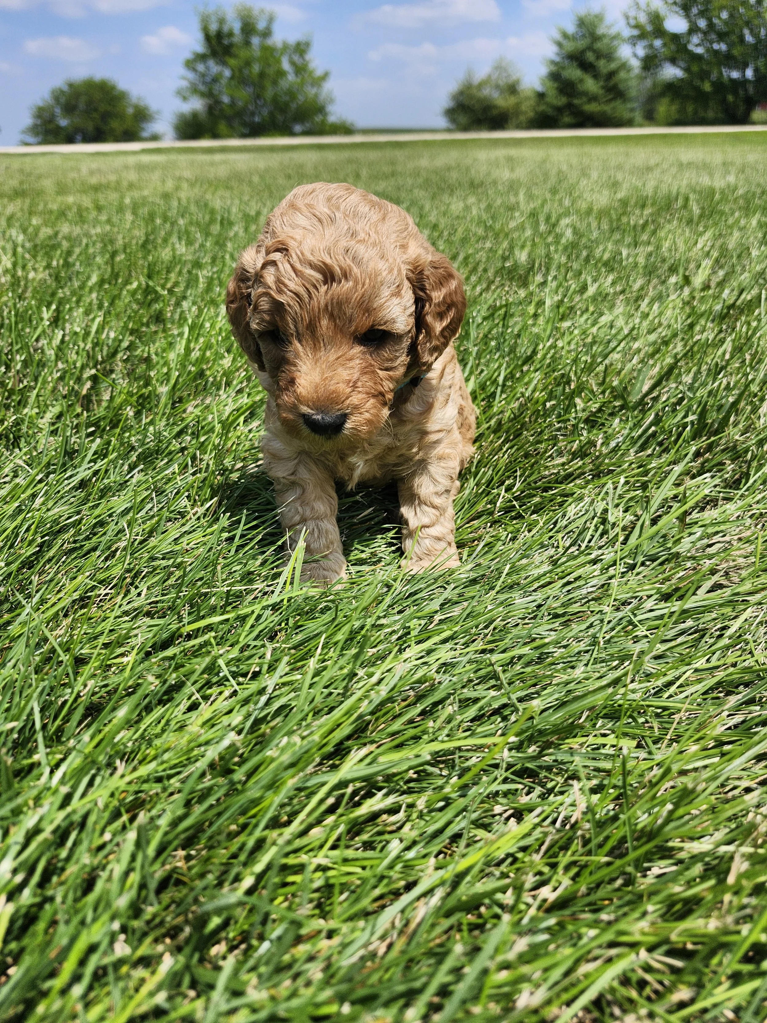 Blue Collar Boy ~ Huck's Adventures Lincoln 4 weeks