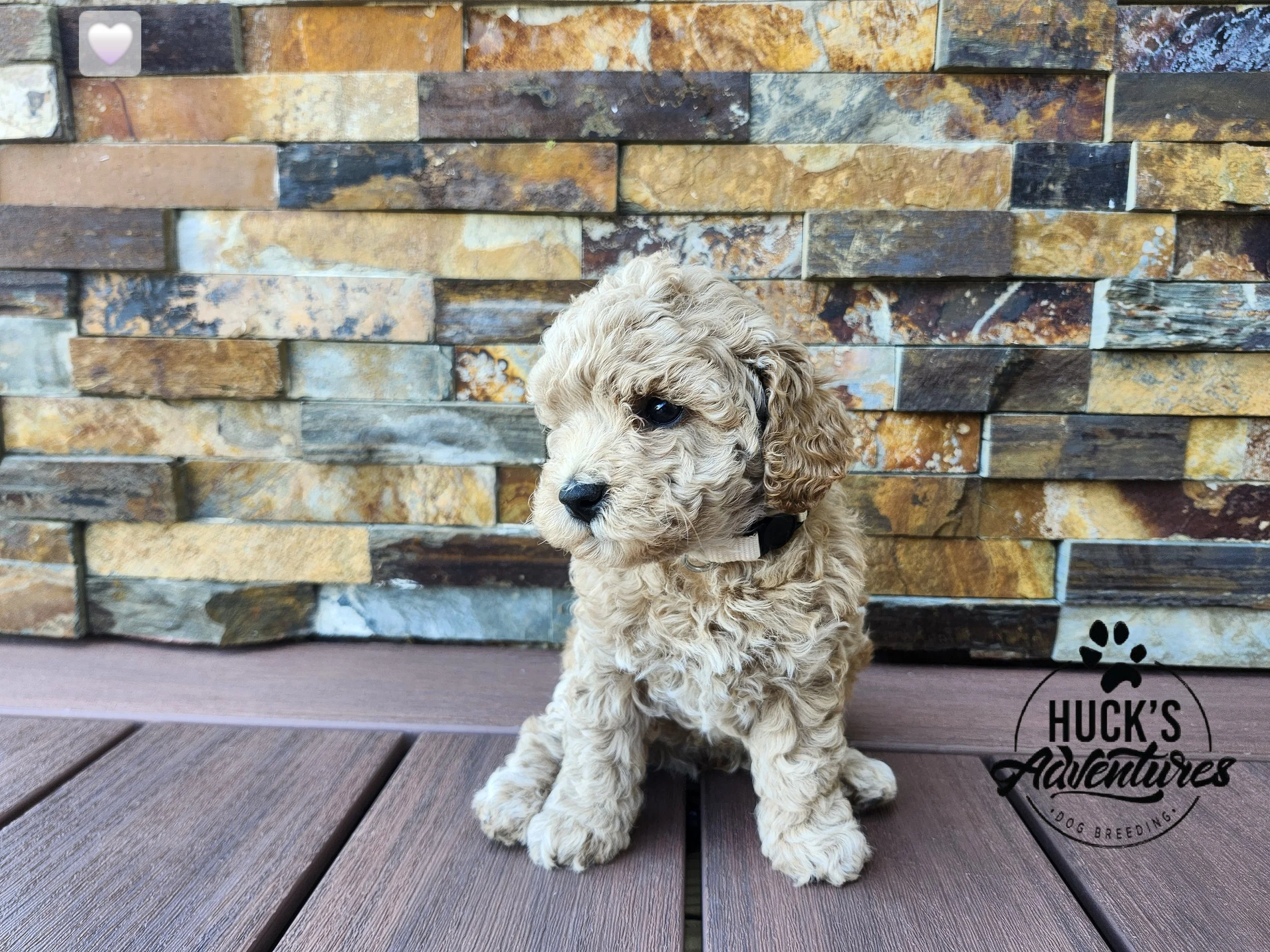 White Collar Girl ~ Huck's Adventures Belle ~ 6 Weeks