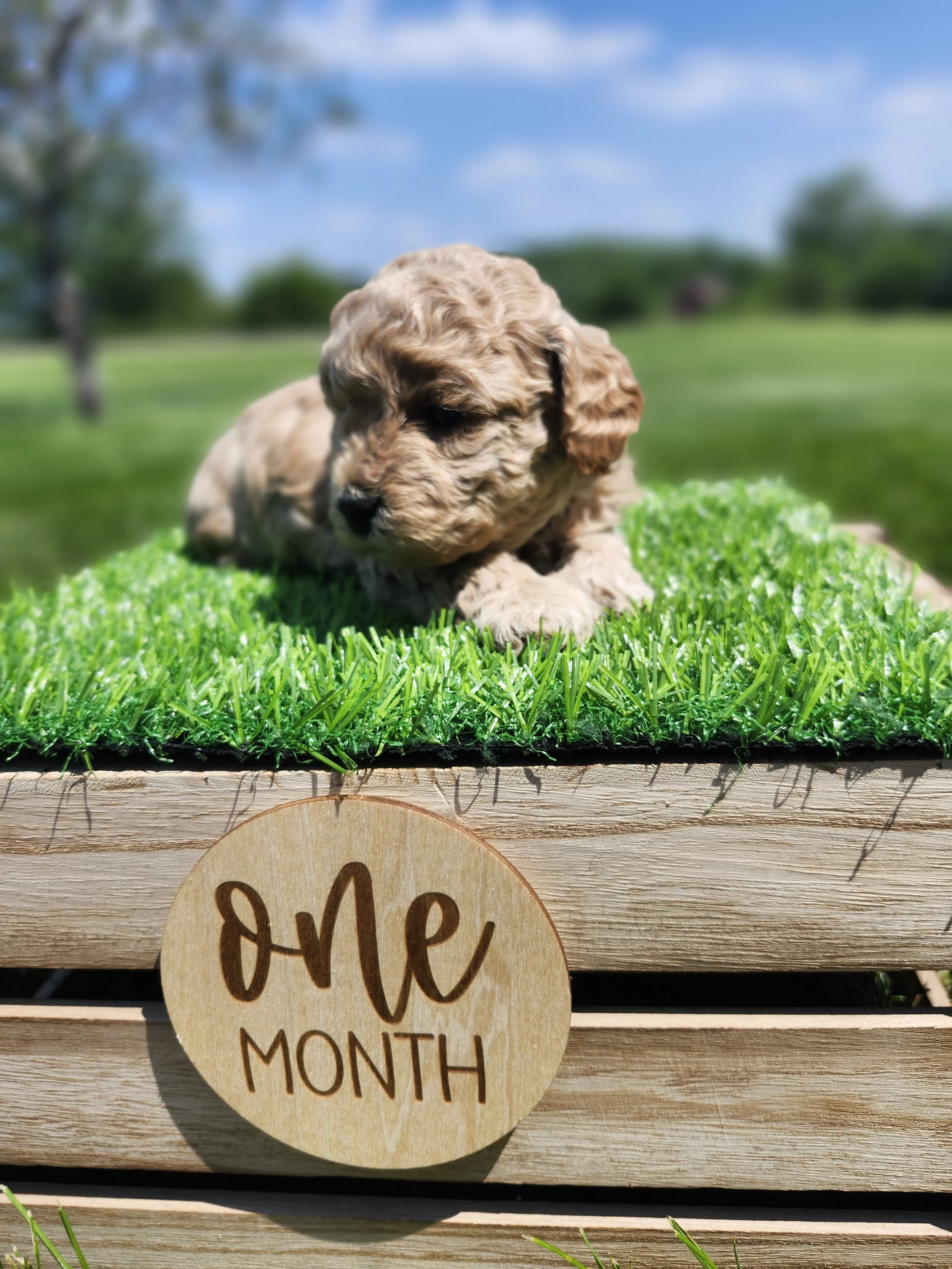 White Collar Girl ~ Huck's Adventures Belle 4 Weeks