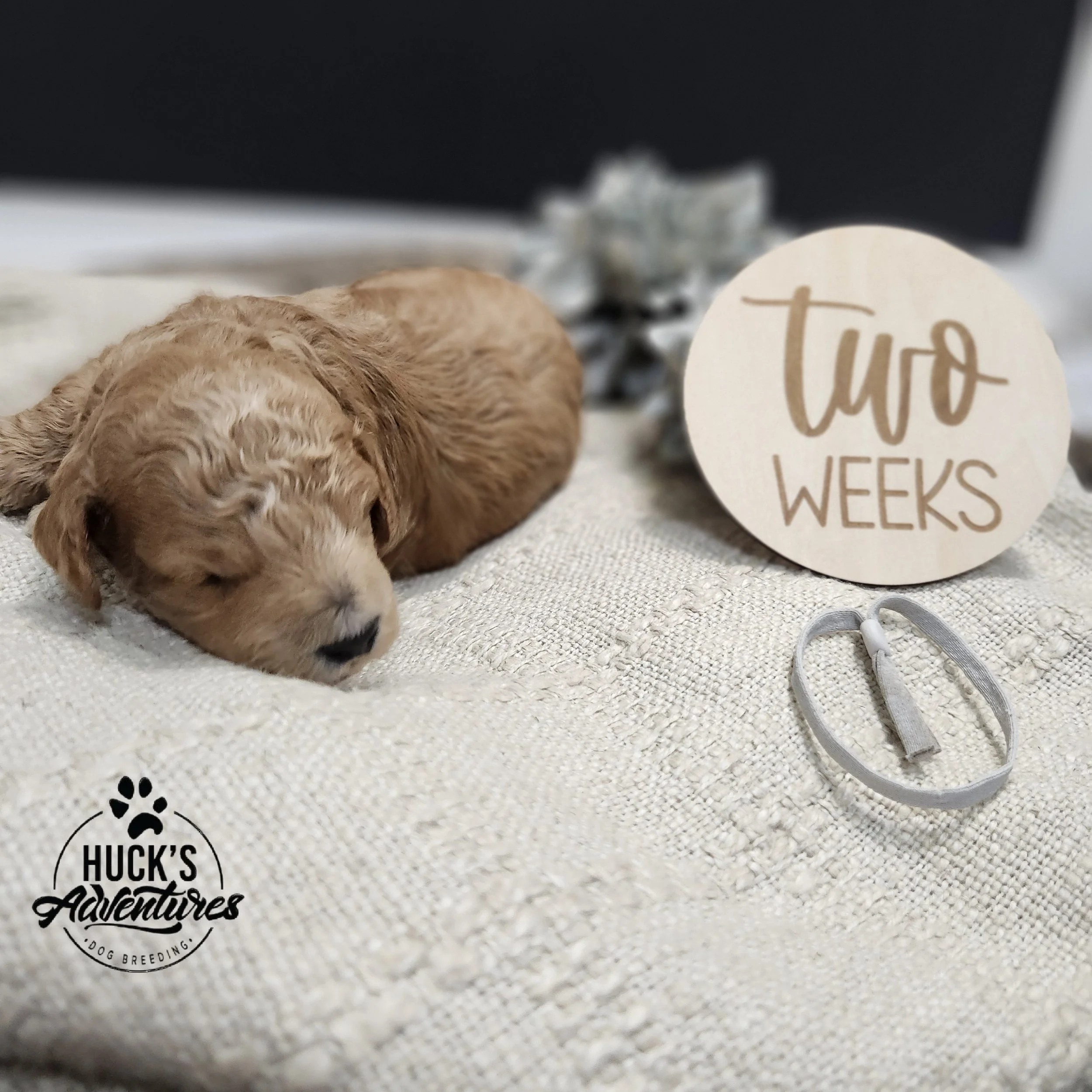 Gray Collar Boy ~ Huck's Adventures Justice 2 weeks