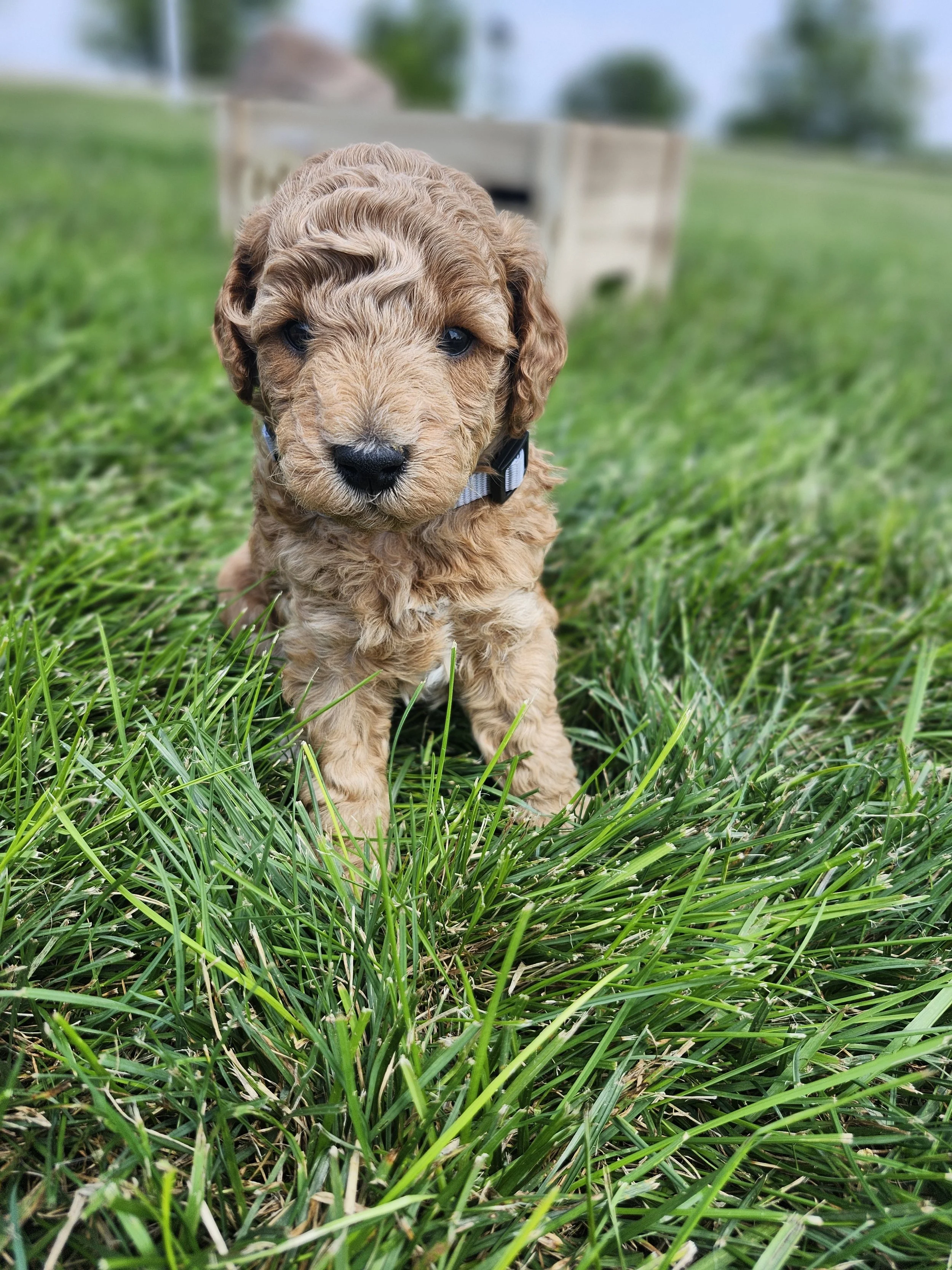 Gray Collar Boy ~ Huck's Adventures Justice 4 weeks