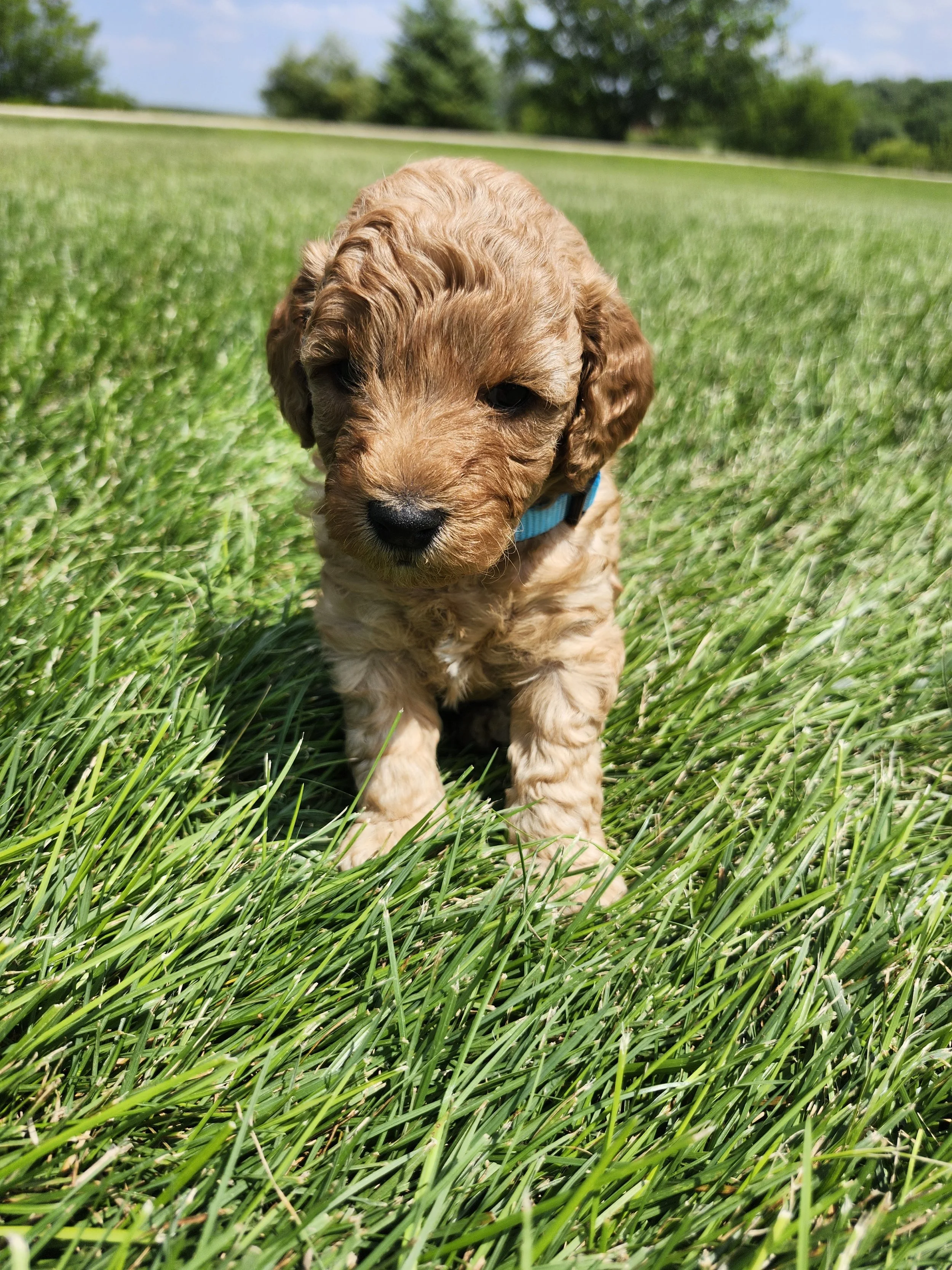 Blue Collar Boy ~ Huck's Adventures Lincoln 4 weeks