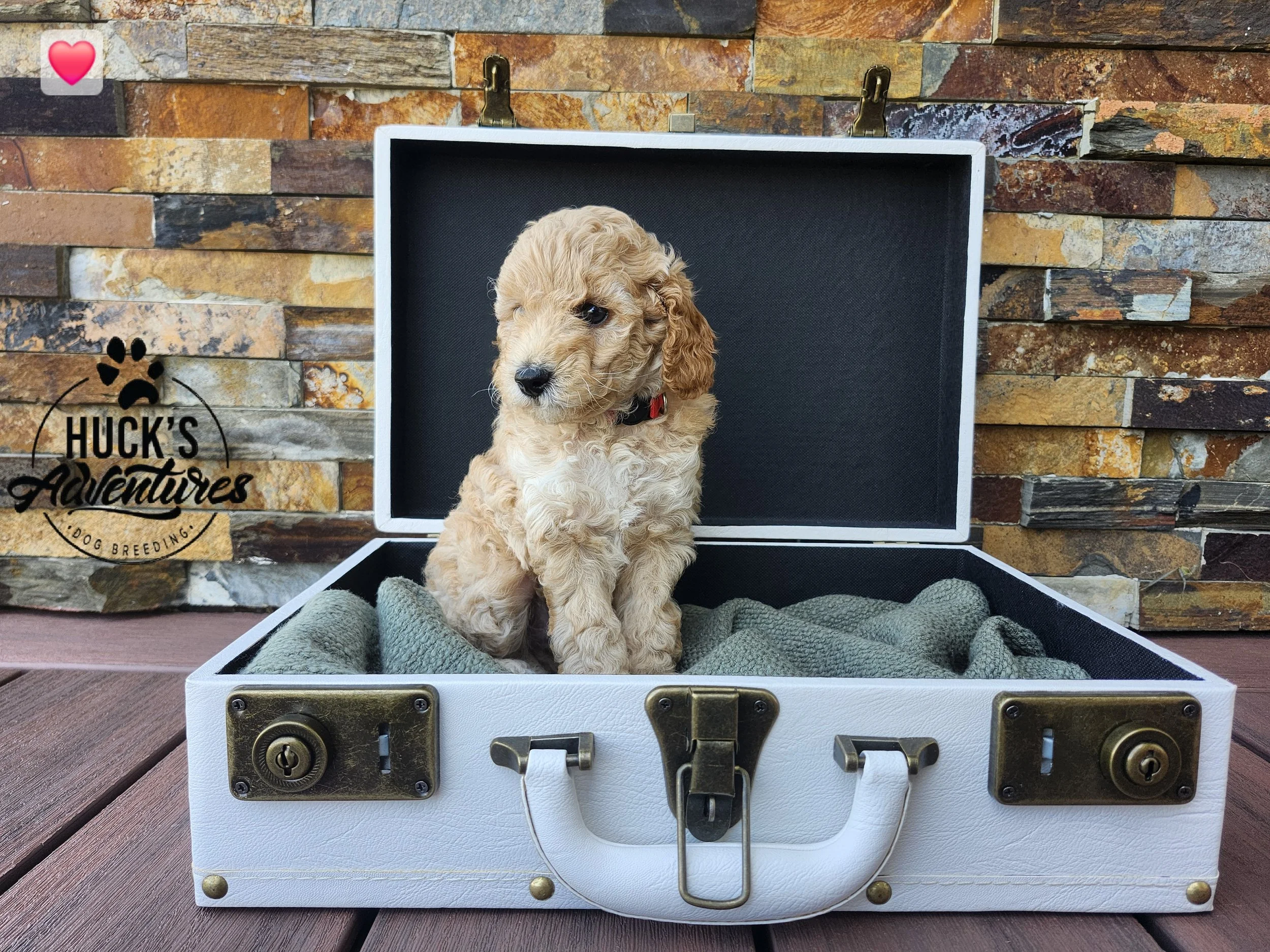 RESERVED ~Red Collar Boy~ Huck's Adventures Abe ~ 6 weeks